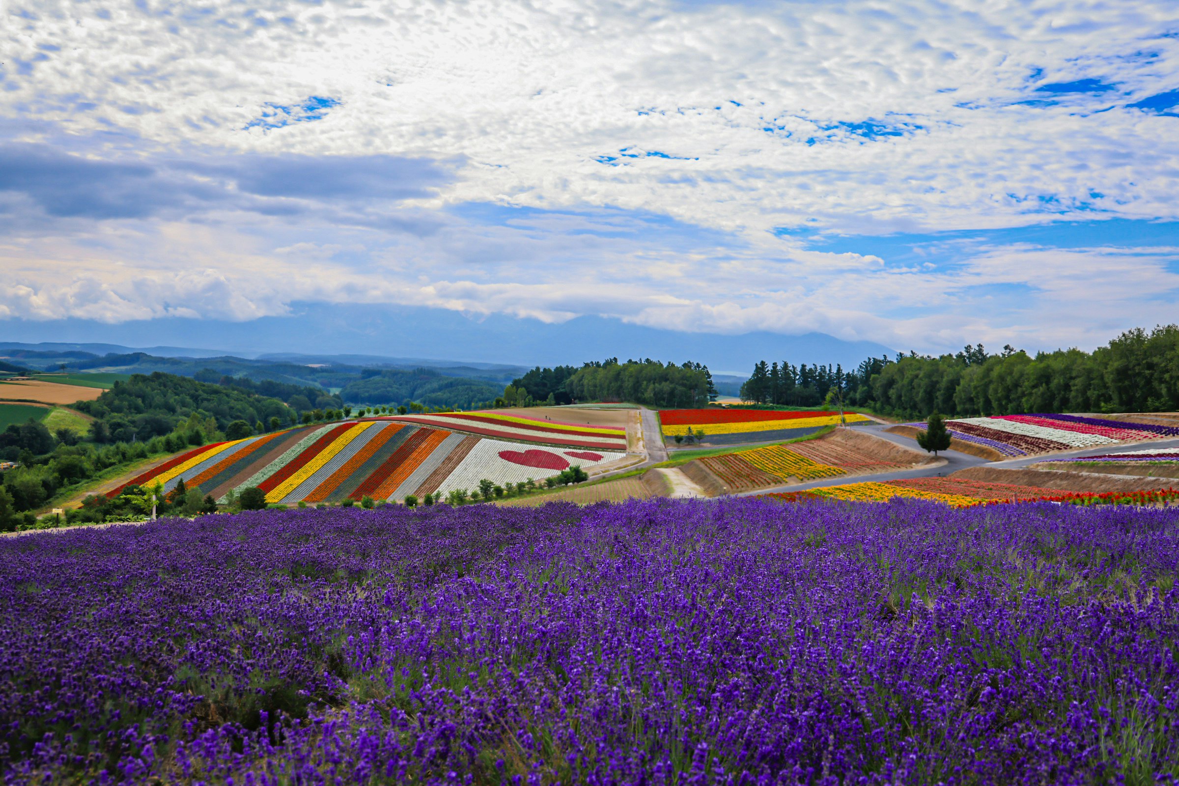 ラベンダー畑と色とりどりの花壇が広がる丘の風景