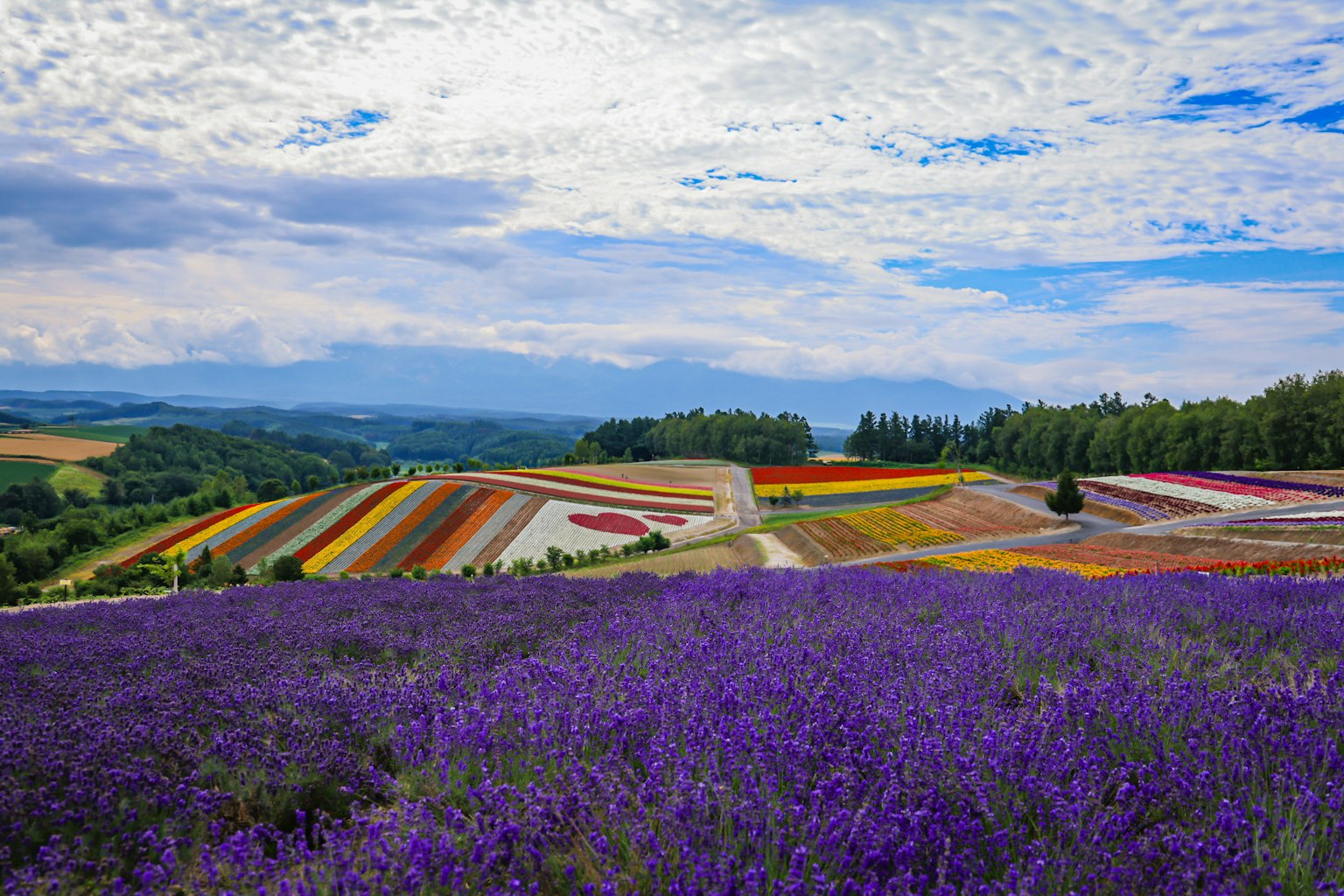 Hermoso paisaje con campos de lavanda morada y parches de flores coloridas