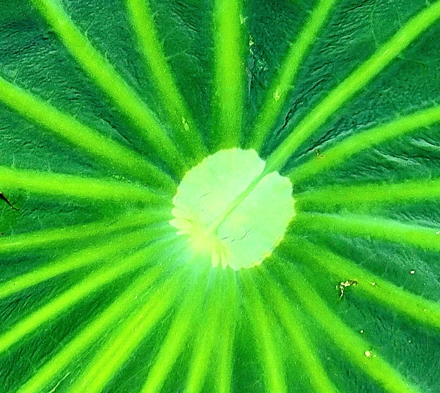 Close-up of a green leaf with radial lines emanating from the center