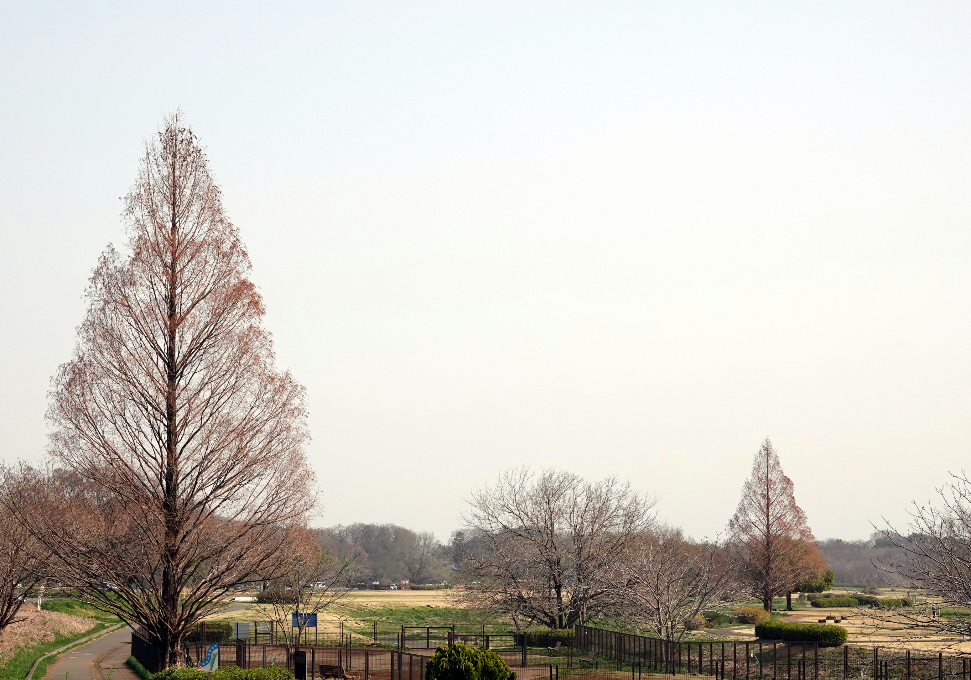 大小のメタセコイアが並ぶ公園の並木