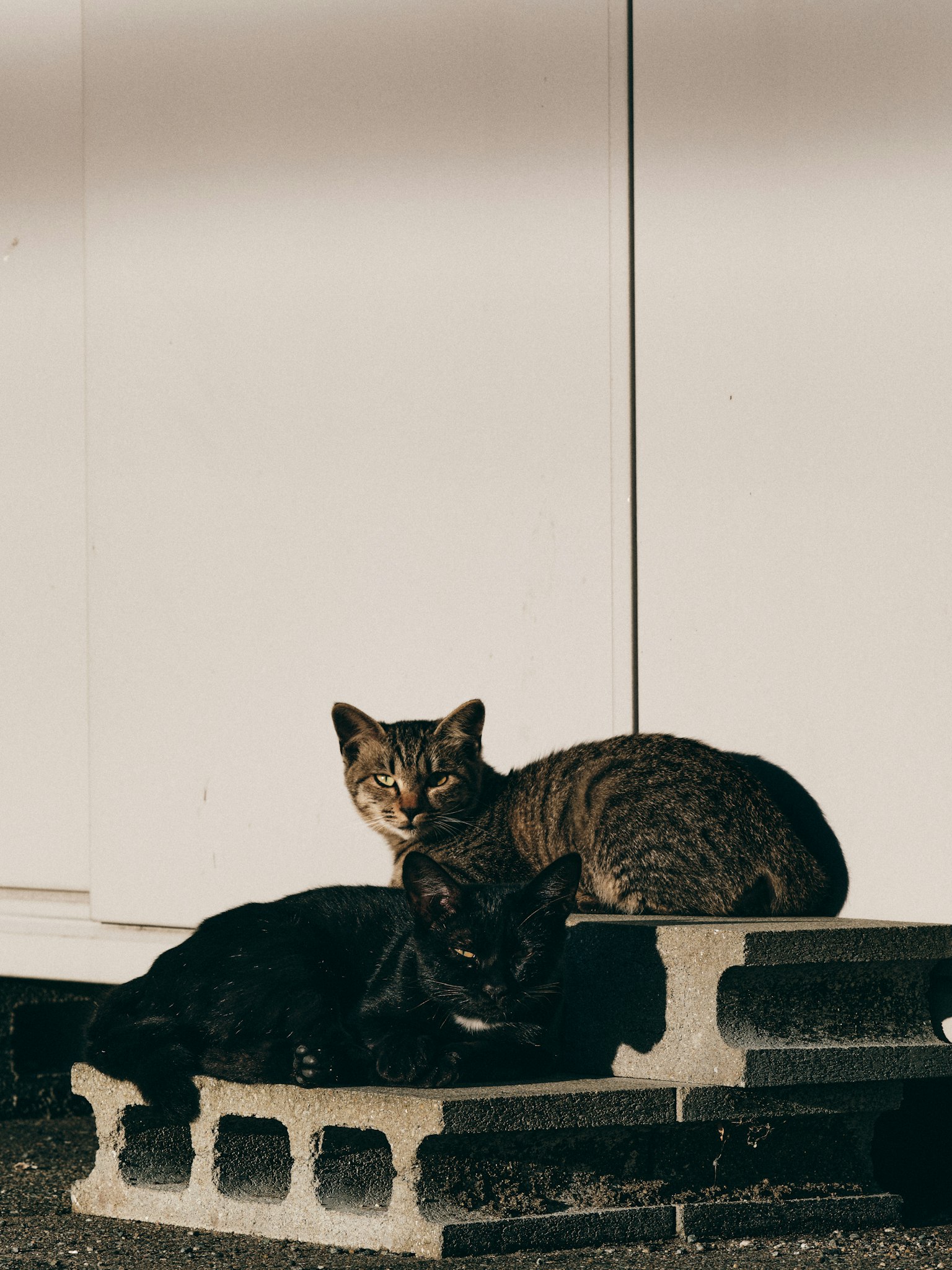 Un gato negro y un gato atigrado acurrucados sobre un bloque de concreto