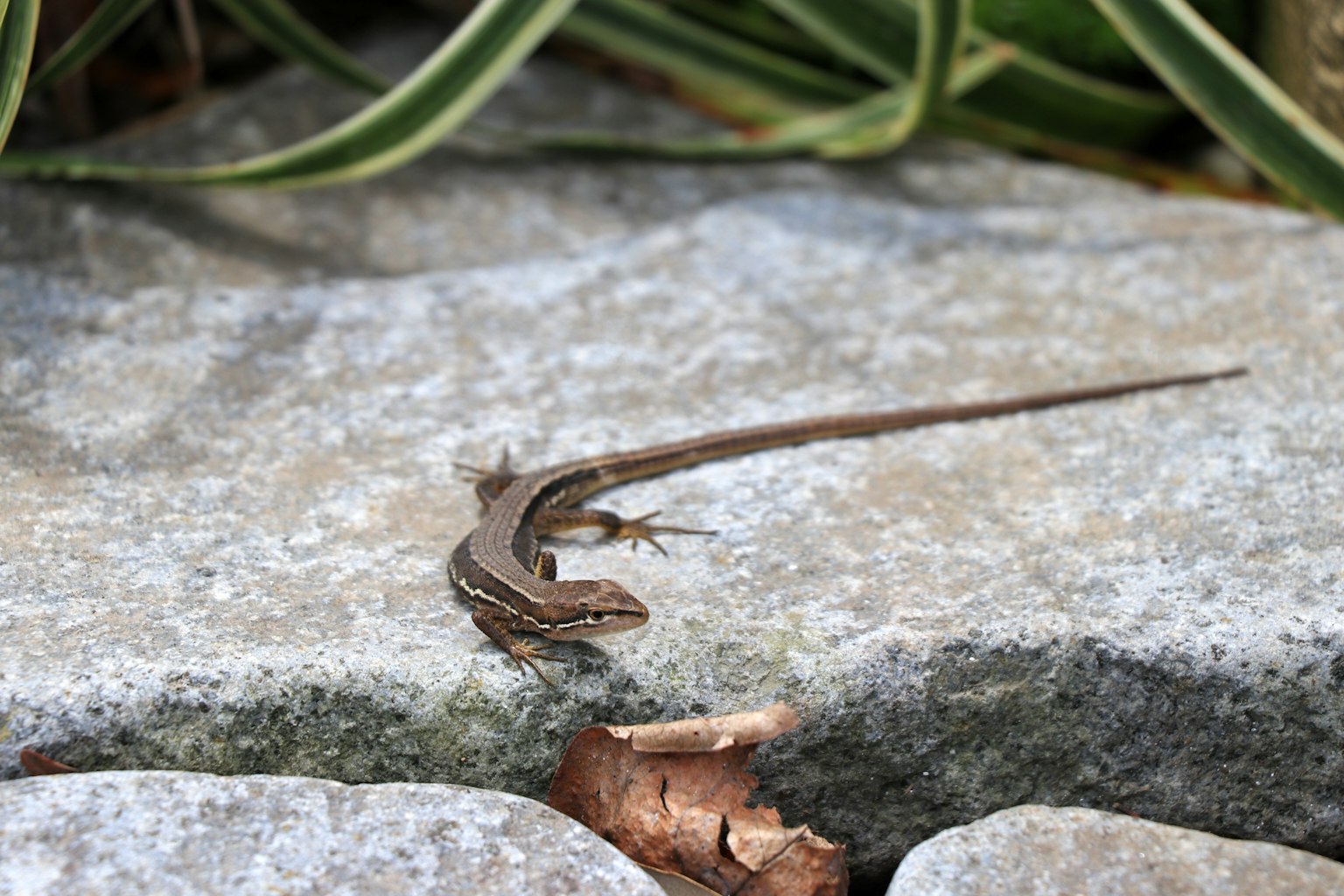 Seekor cicak kecil di atas batu dengan tanaman hijau di latar belakang