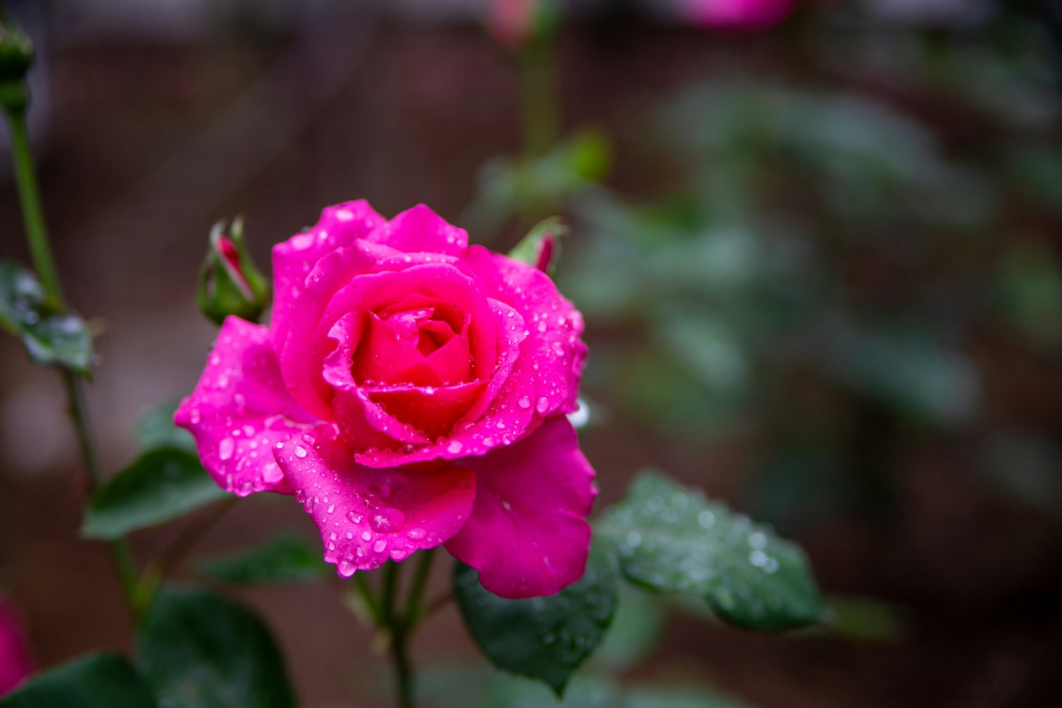 Rosa rosa vibrante con gocce d'acqua