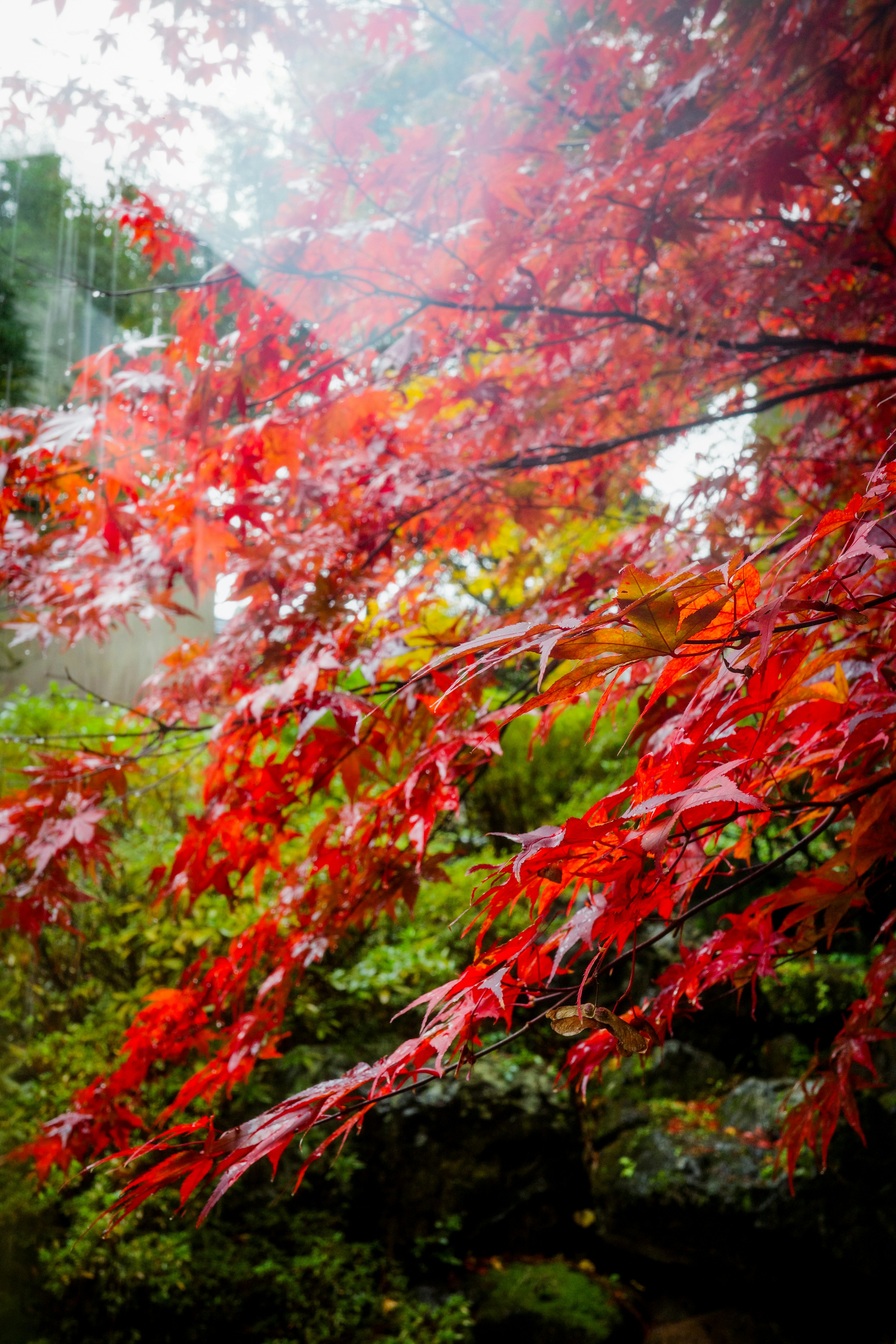 色づく紅葉の枝が重なる庭園の景色