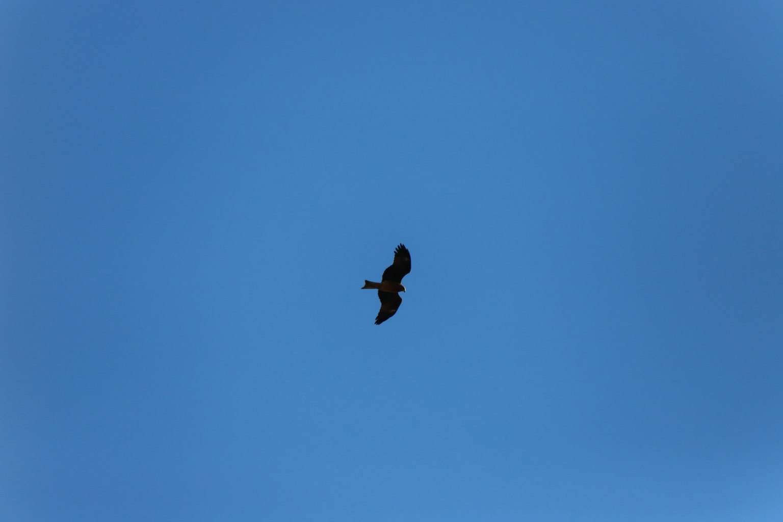 Silhouette eines schwarzen Hawks, der im blauen Himmel fliegt
