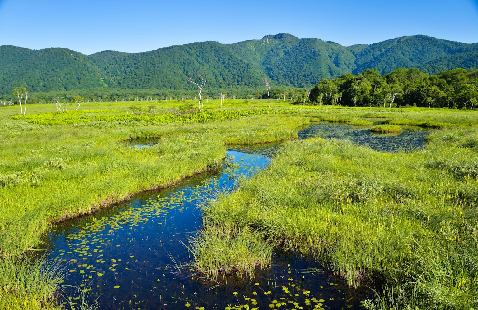 Lush wetland landscape with mountains in the background and clear blue water