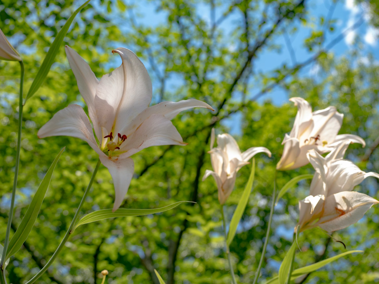 Gigli bianchi in fiore su uno sfondo di foglie verdi