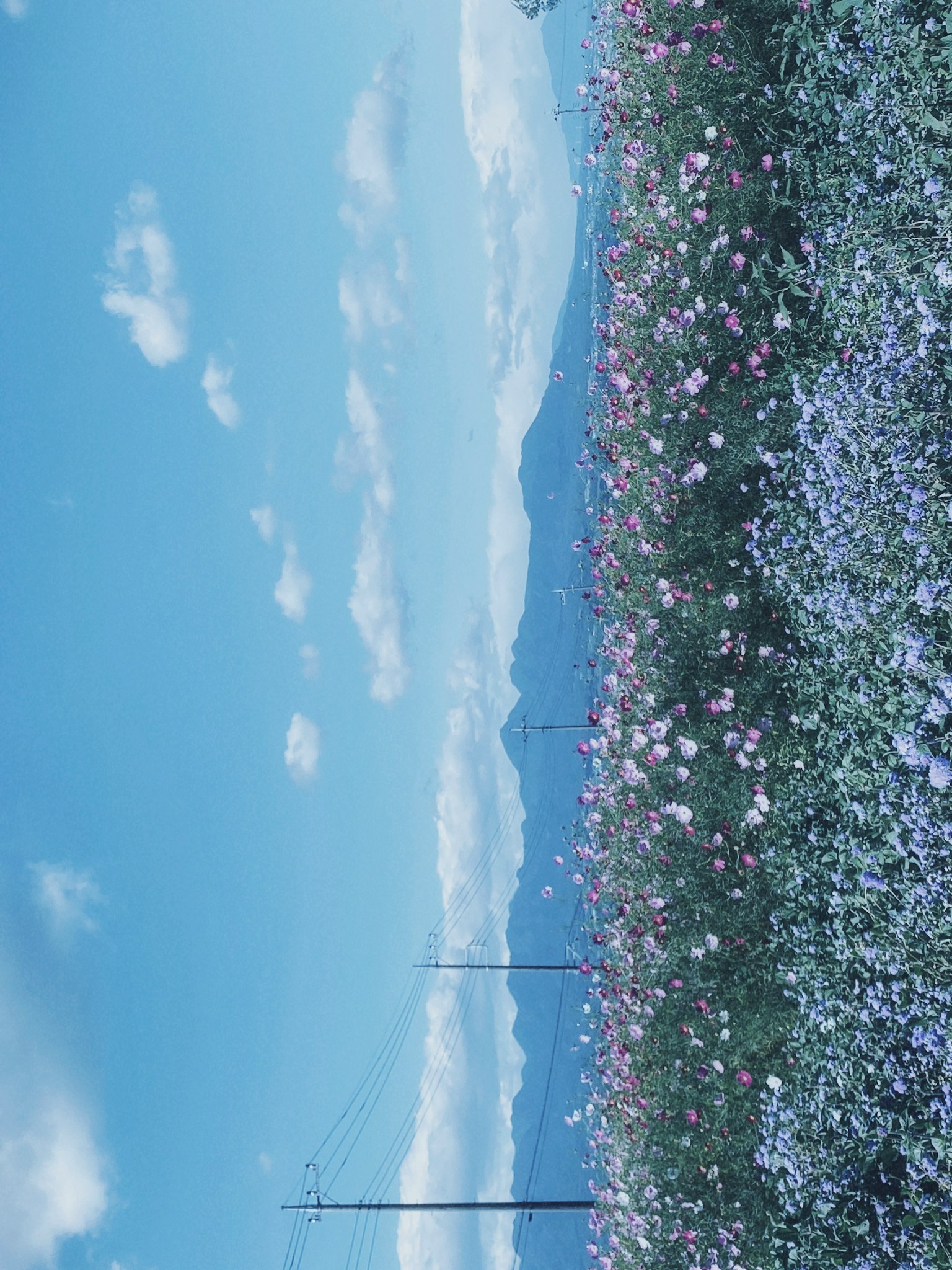 Un campo de flores con cielo azul y montañas distantes