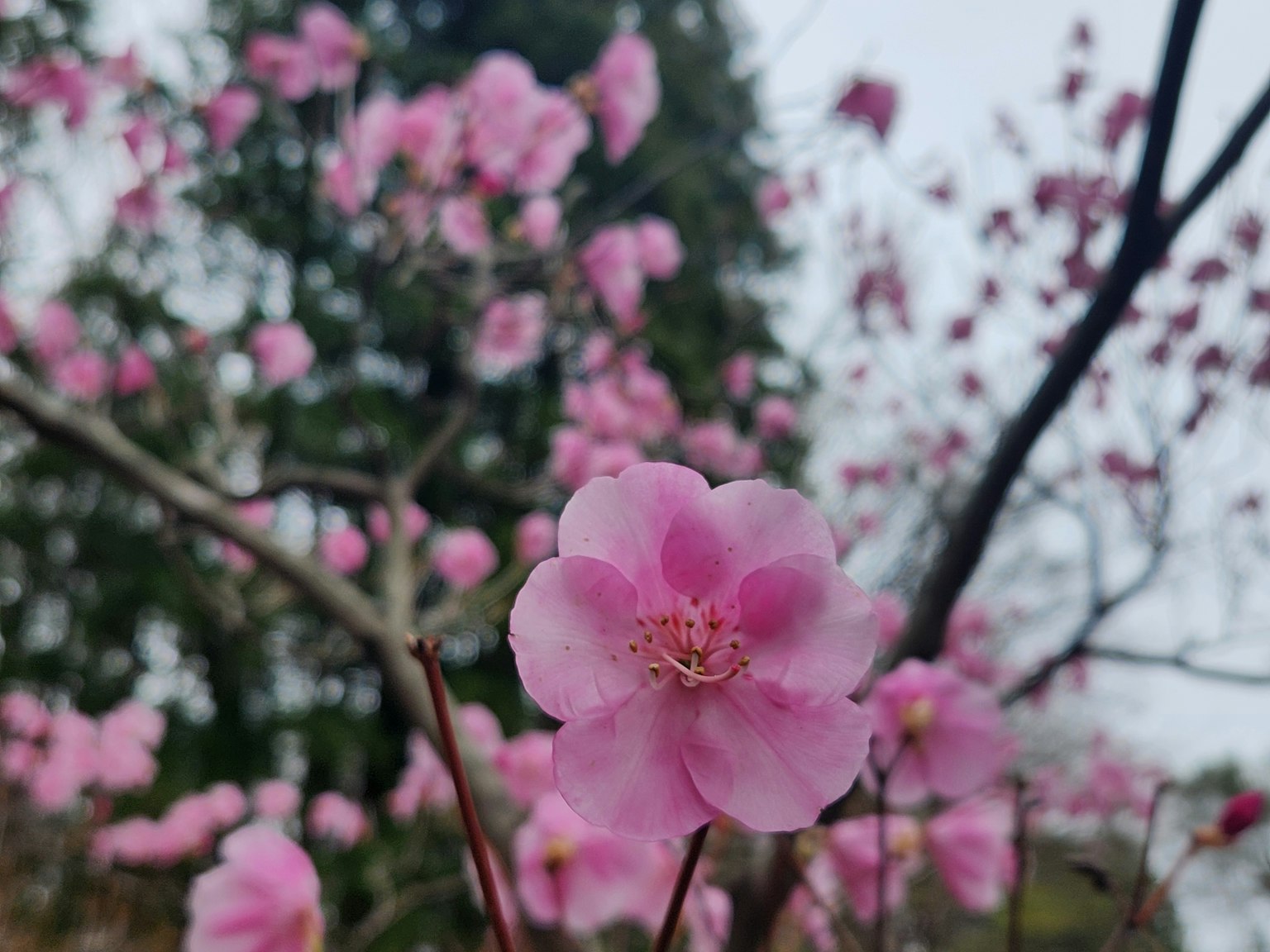 Kedekatan bunga pink yang halus di cabang pohon dengan latar belakang pohon hijau yang buram