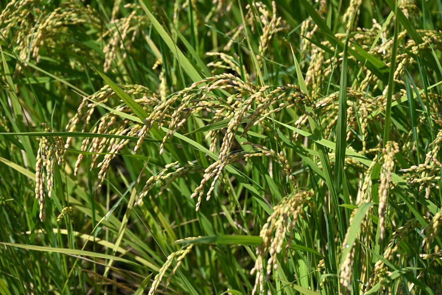 Tiges de riz ondulant dans un champ verdoyant