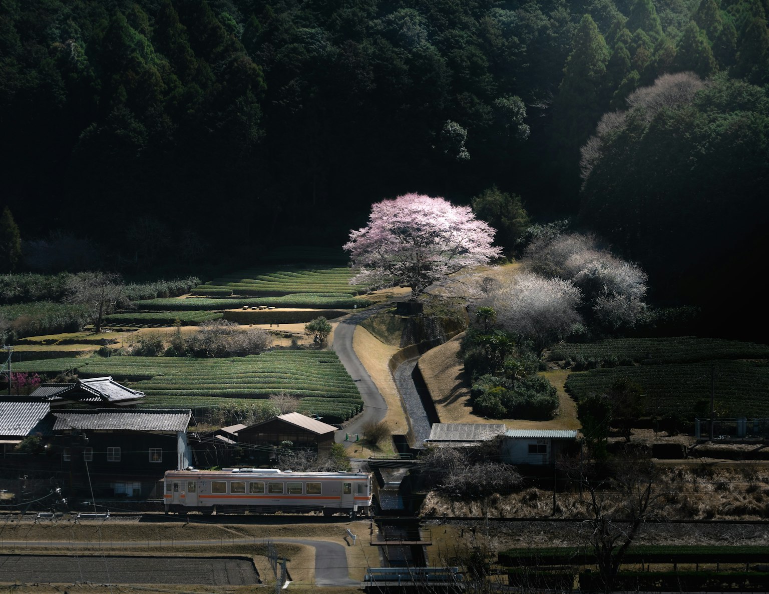 Paesaggio rurale con un albero di ciliegio e campi verdi