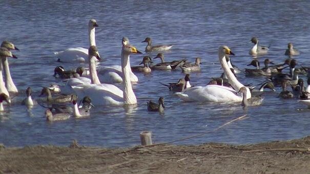 水辺で泳ぐ白鳥の群れ