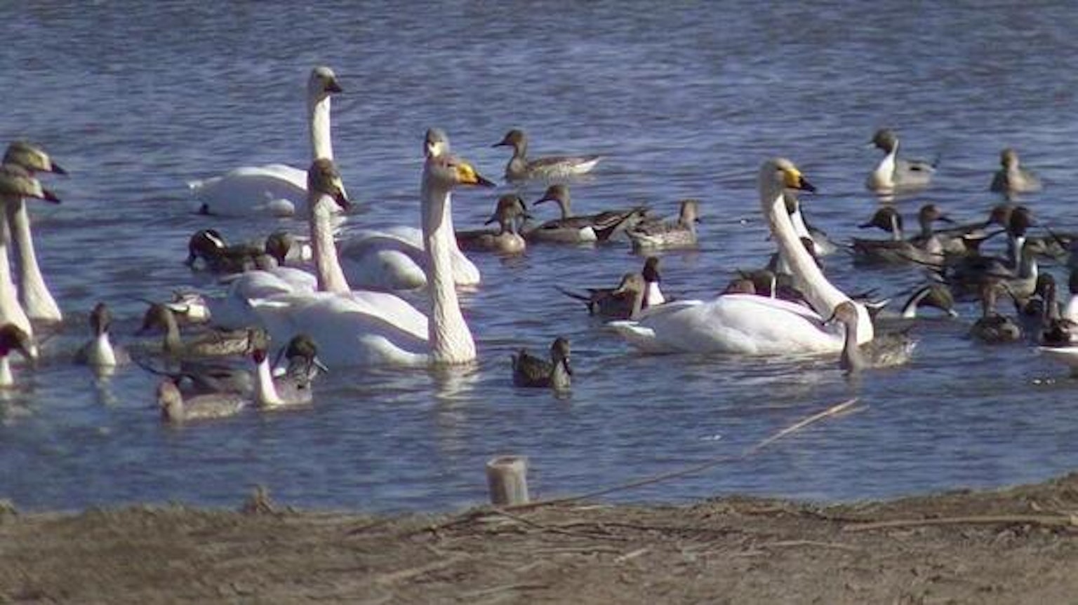 Cygnes et canards nageant sur l'eau