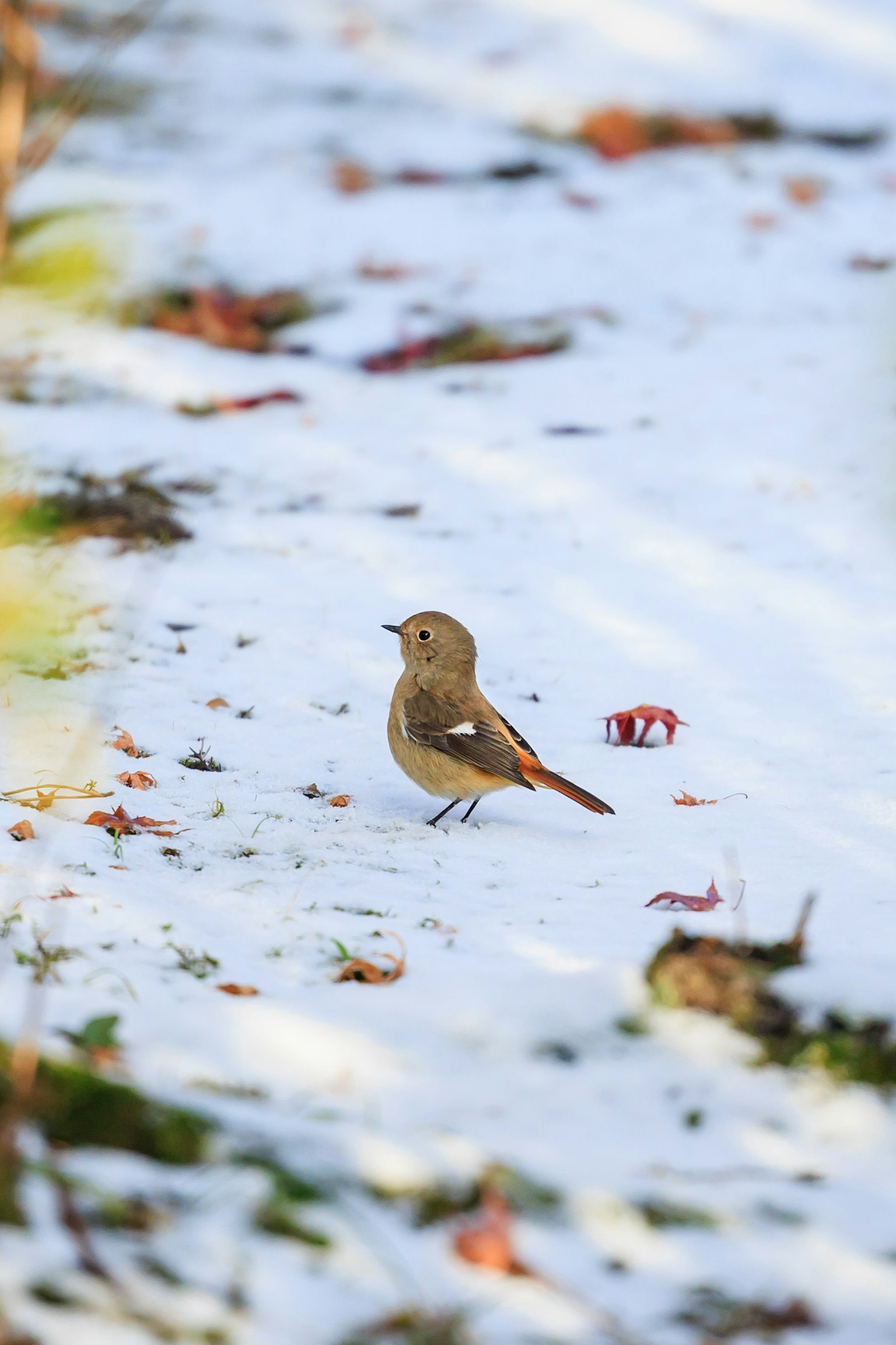 A small brown bird standing on the snow