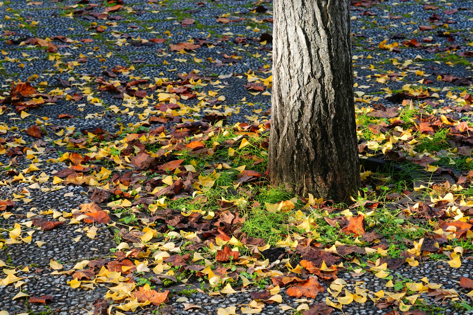 Boden bedeckt mit Herbstblättern und einem Baumstamm