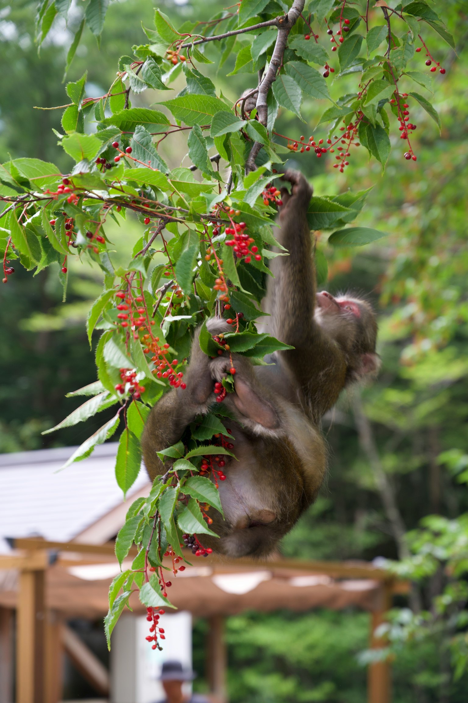 Affe hängt von einem Ast und frisst rote Beeren