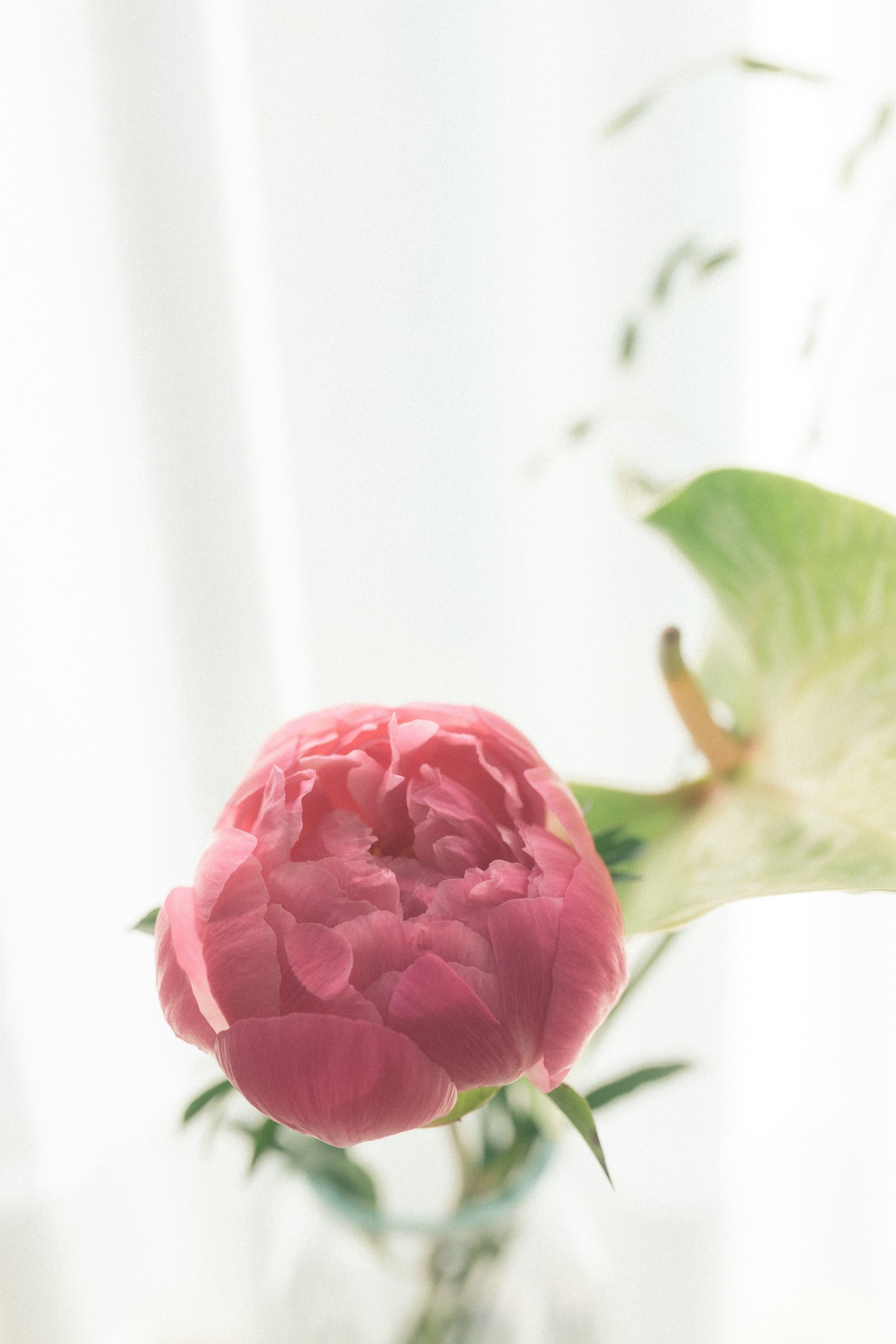 Un capullo de flor rosa con pétalos suaves contra un fondo de cortina blanca