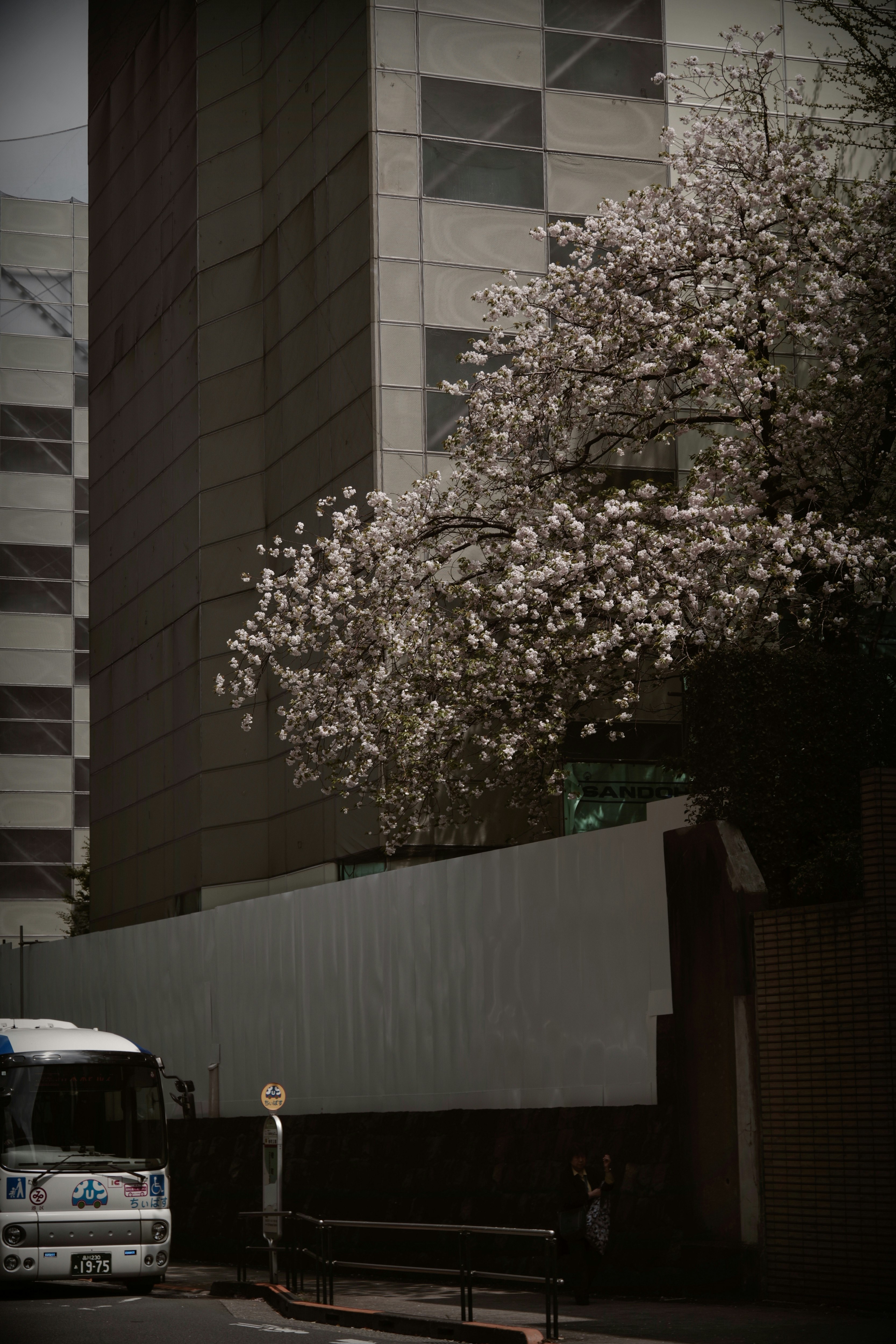 桜の木とバスが並ぶ春の街路の風景