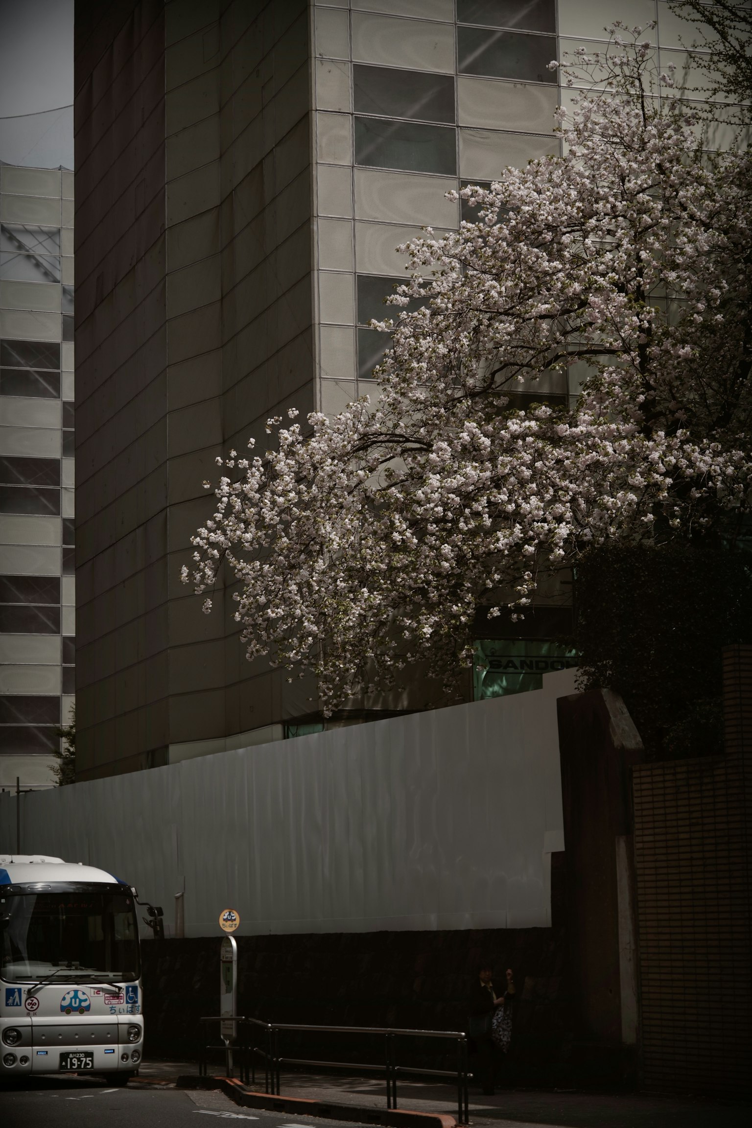 Urban scene featuring a flowering tree and a tall building