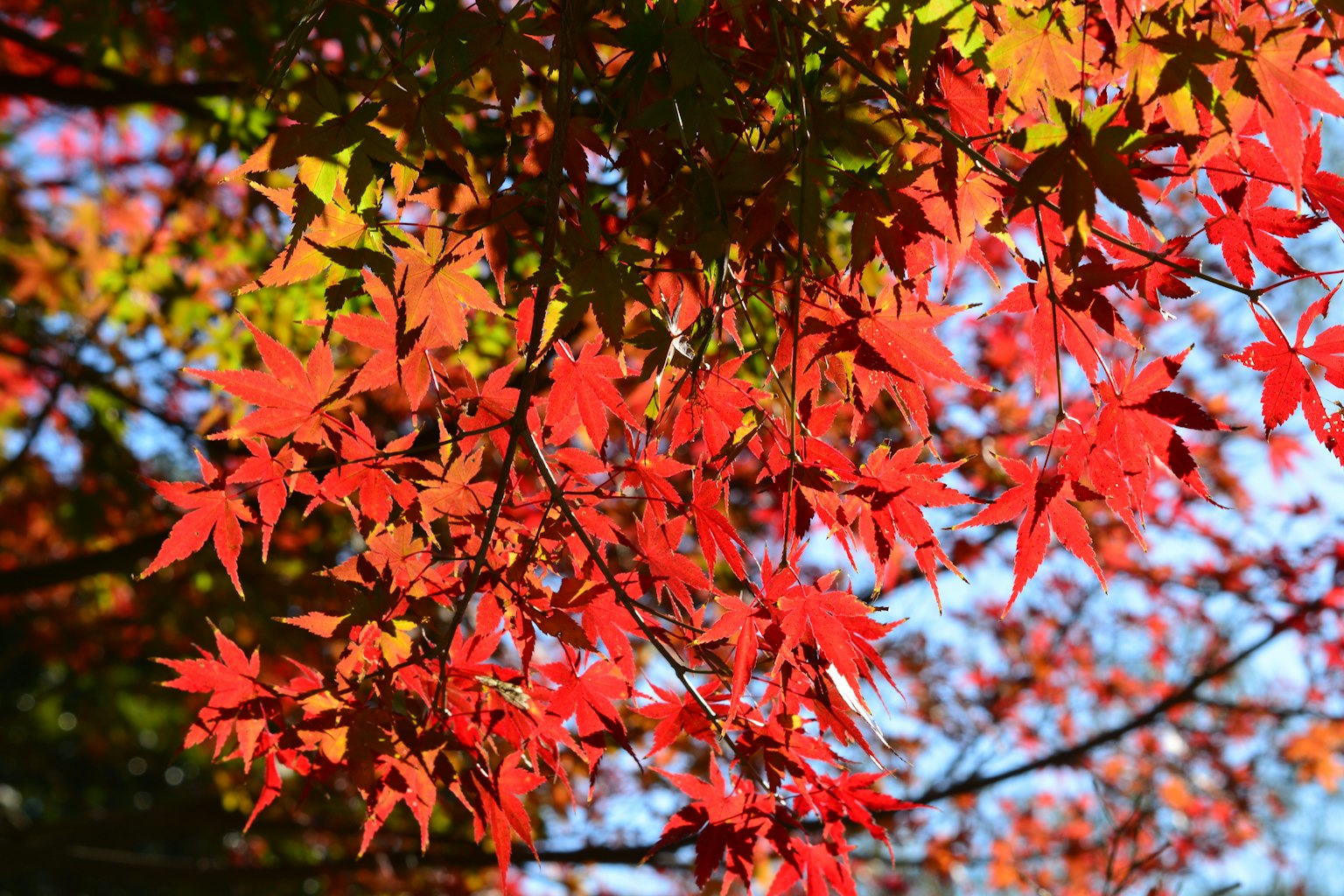 Close-up of tree branches with vibrant red leaves