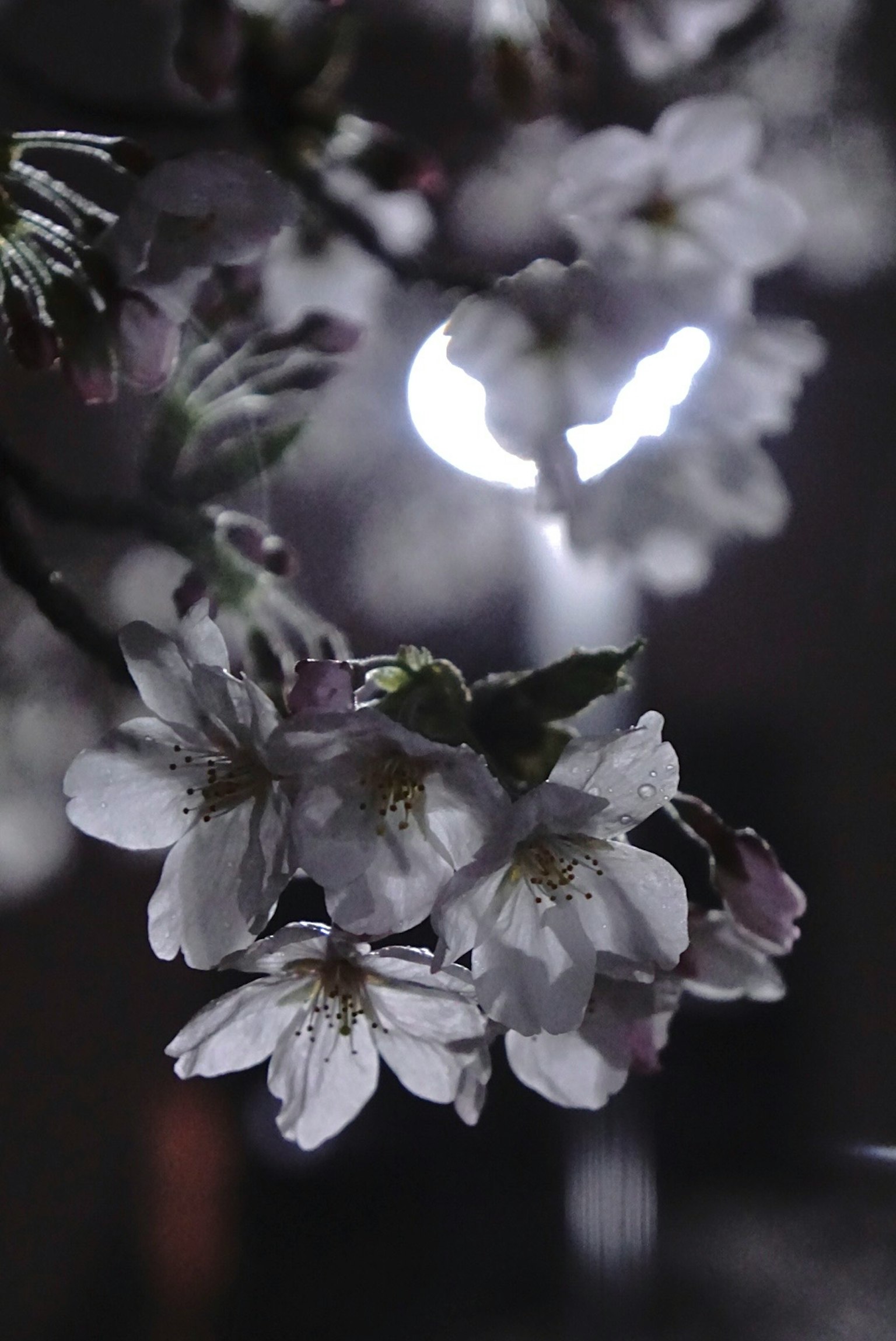 Nahaufnahme von Kirschblüten, die nachts beleuchtet sind