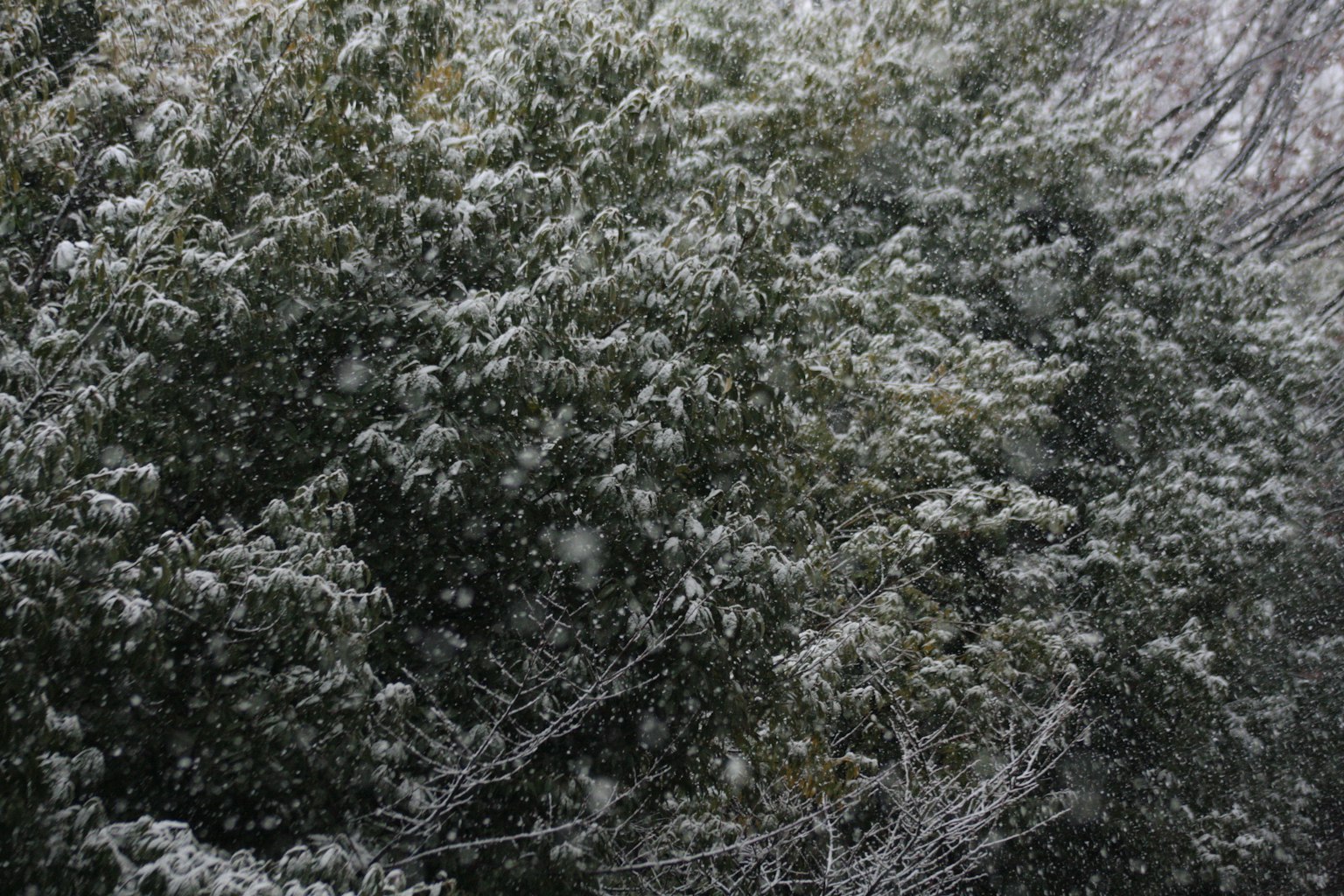 Landscape of green trees covered in snow