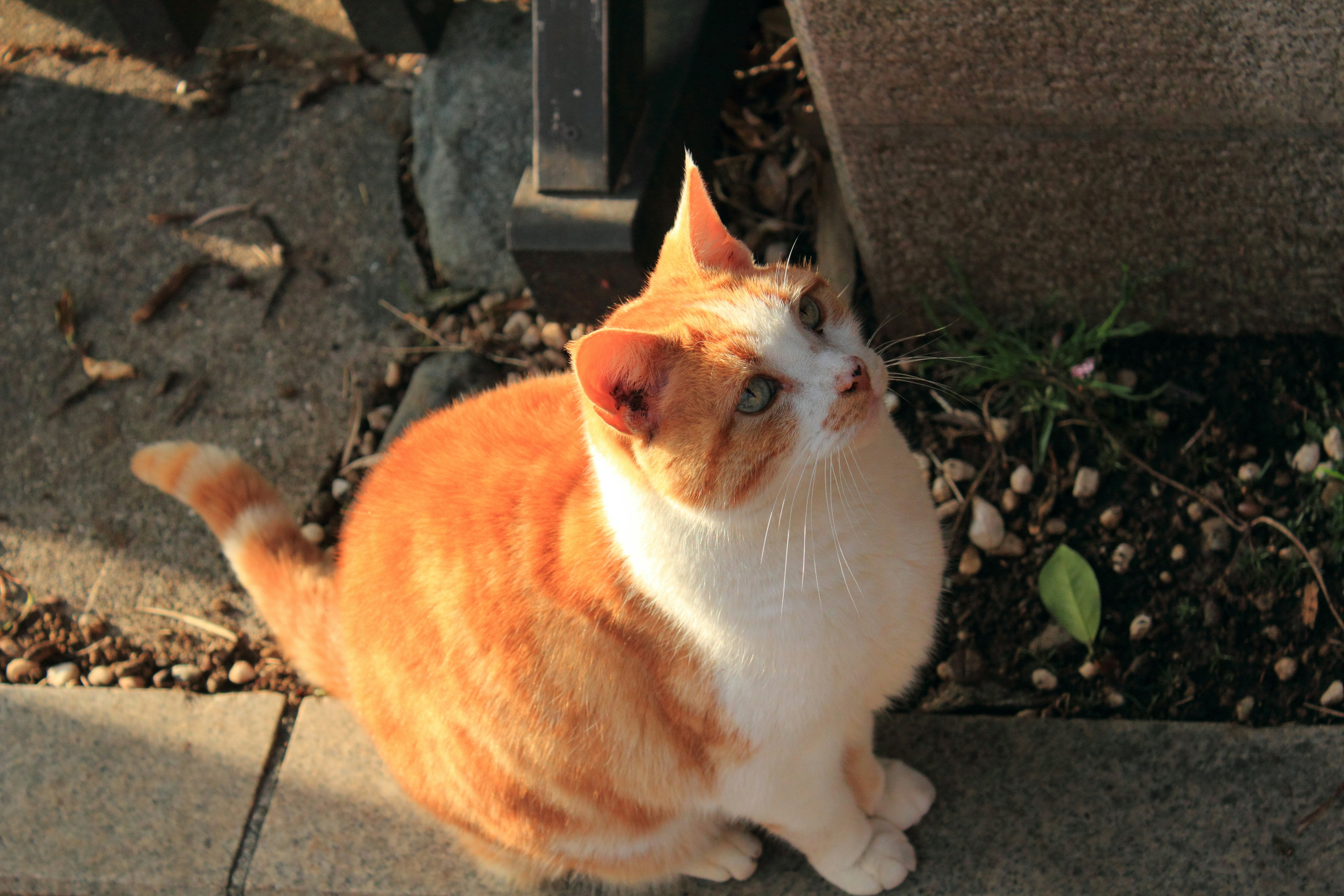 orange-weißer Kater kuschelt in der Sonne