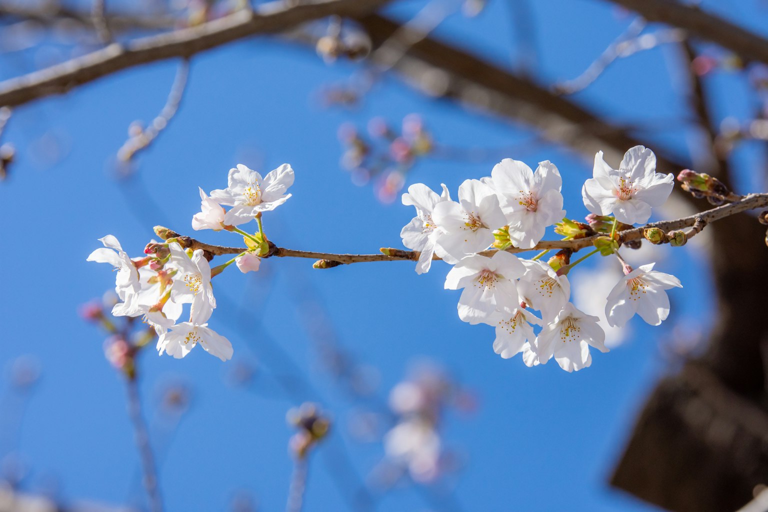 Close-up bunga sakura dengan latar belakang langit biru, kelopak putih dan tunas hijau