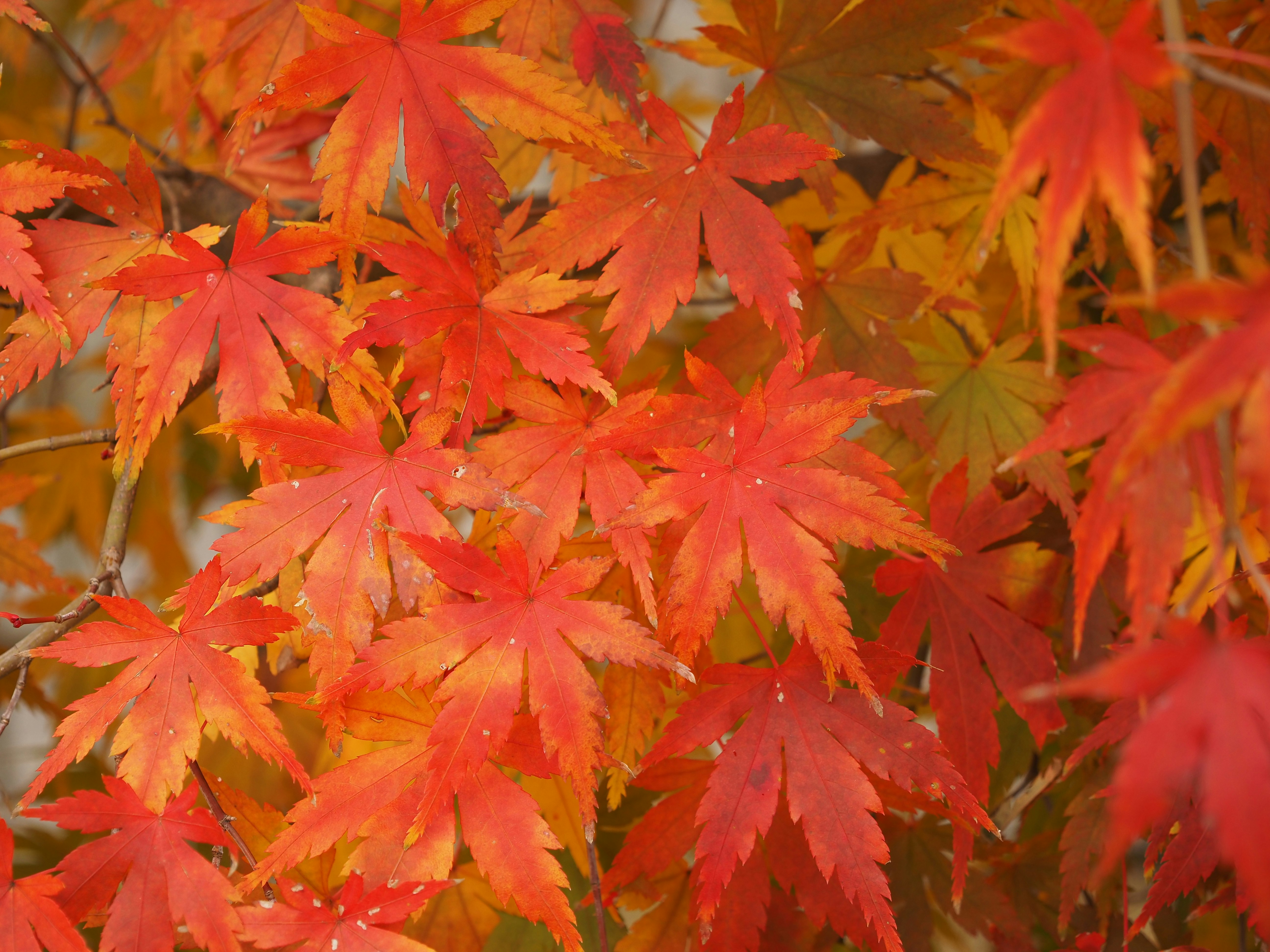 Vibrant red maple leaves overlapping in an autumn scene
