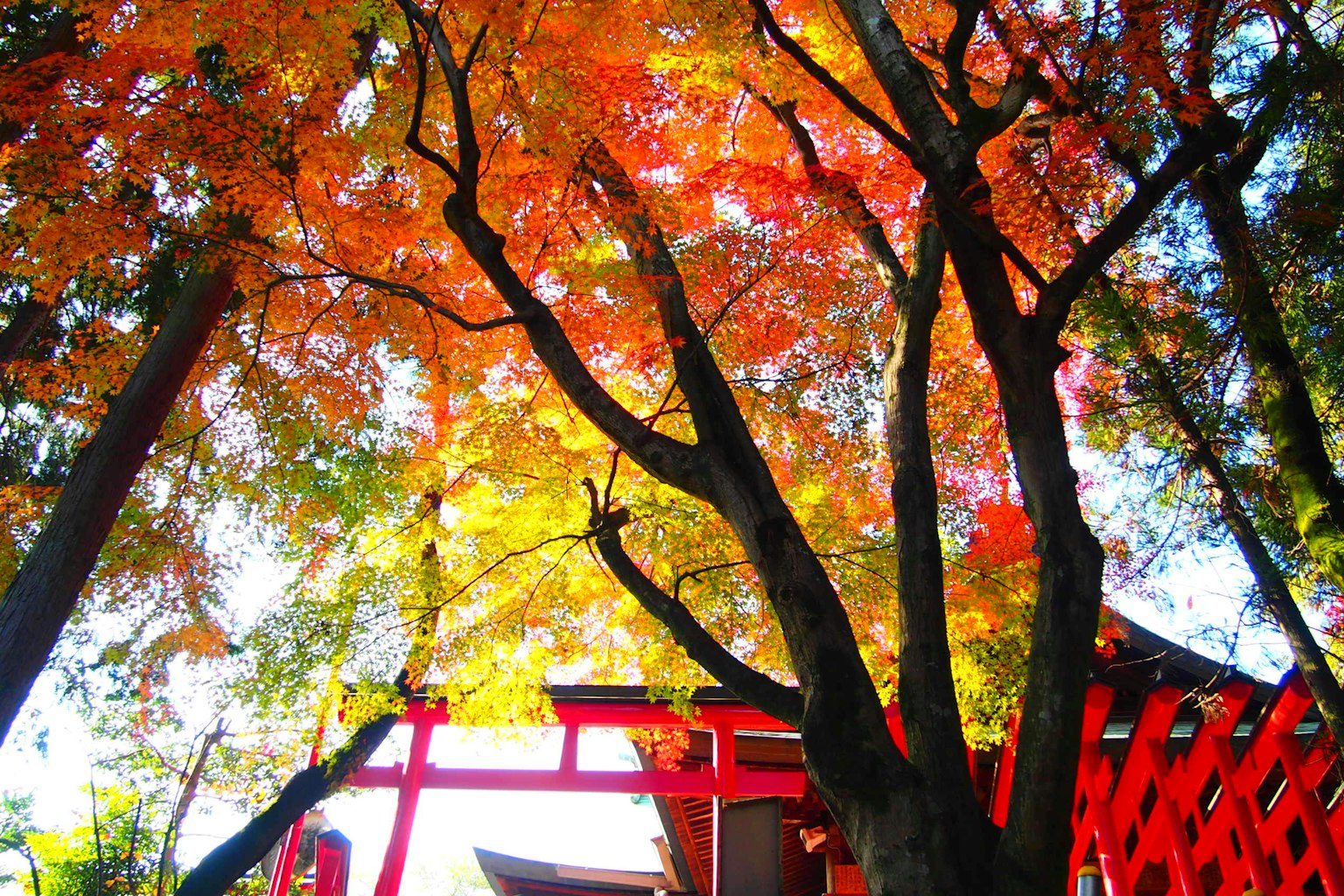 秋季紅葉在紅色鳥居附近