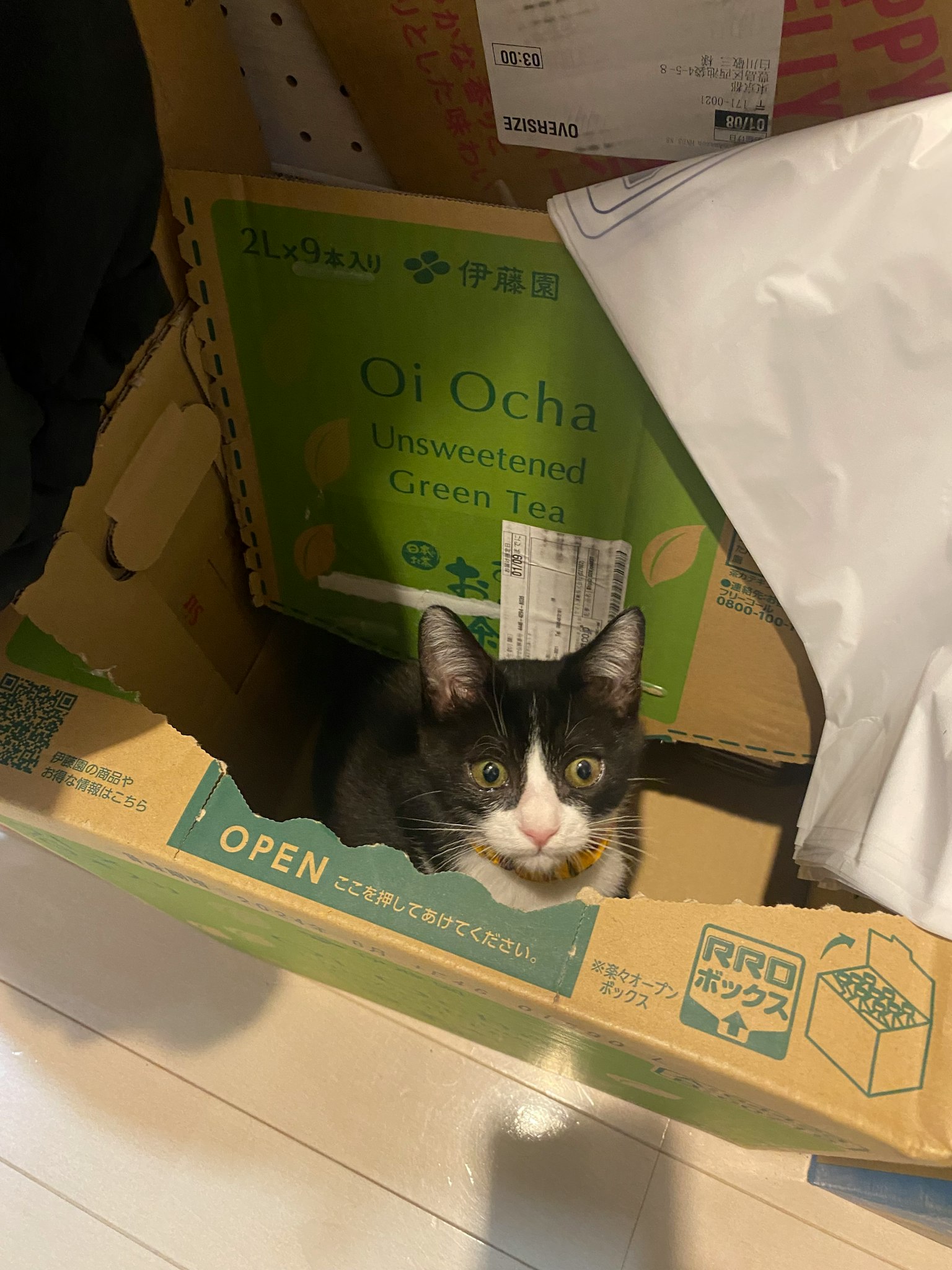 Un chat noir et blanc surpris assis dans une boîte en carton