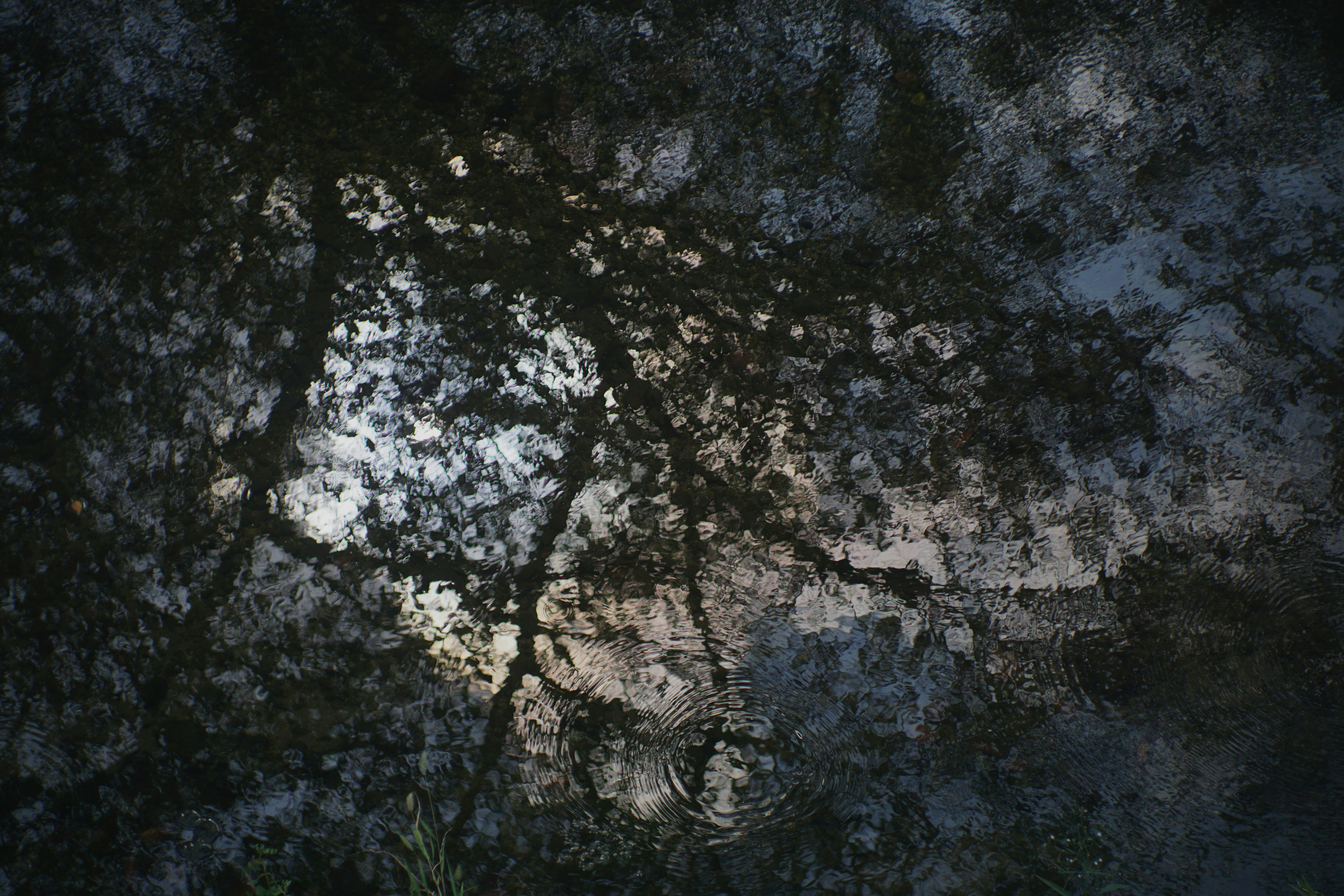 Una corriente de río tranquila con hojas y ramas flotando en el agua
