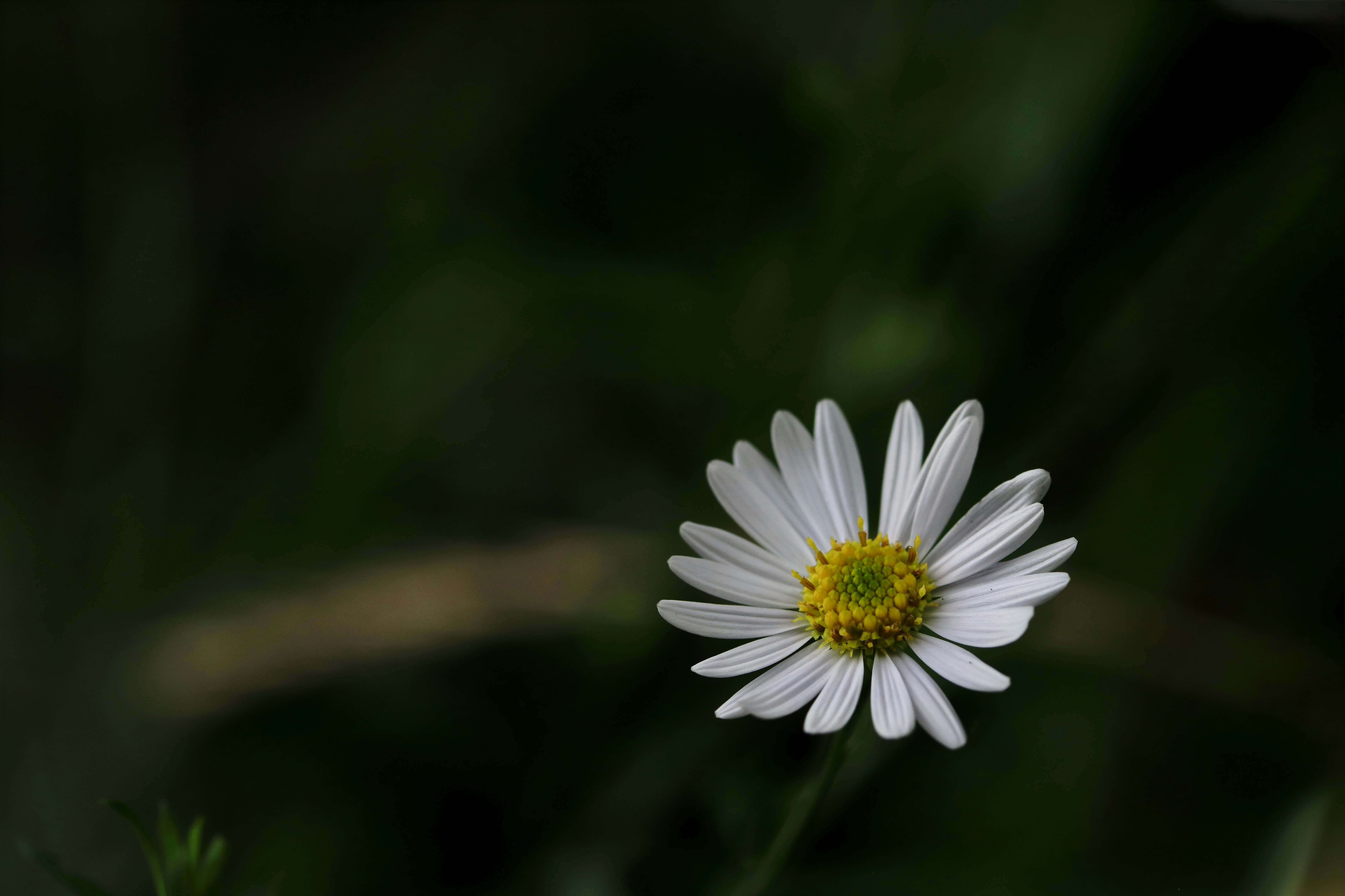 背景のボケに浮かぶ白いデイジーの花