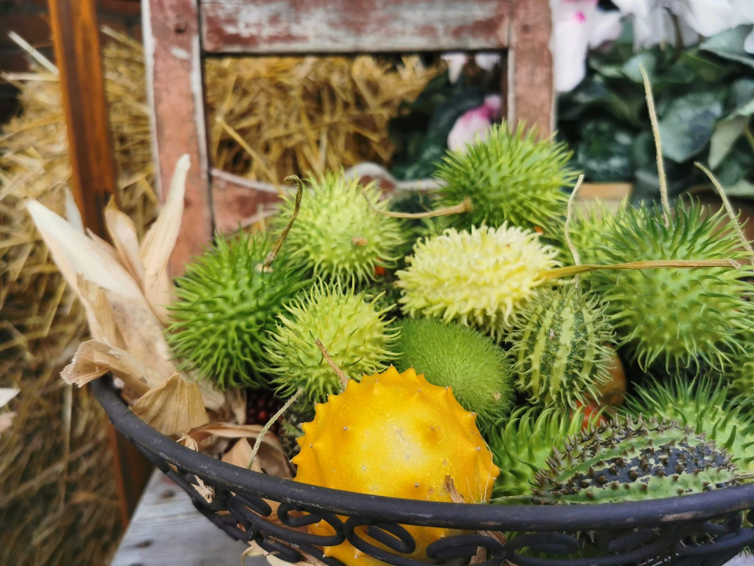 Una canasta llena de varias frutas espinosas y plantas verdes