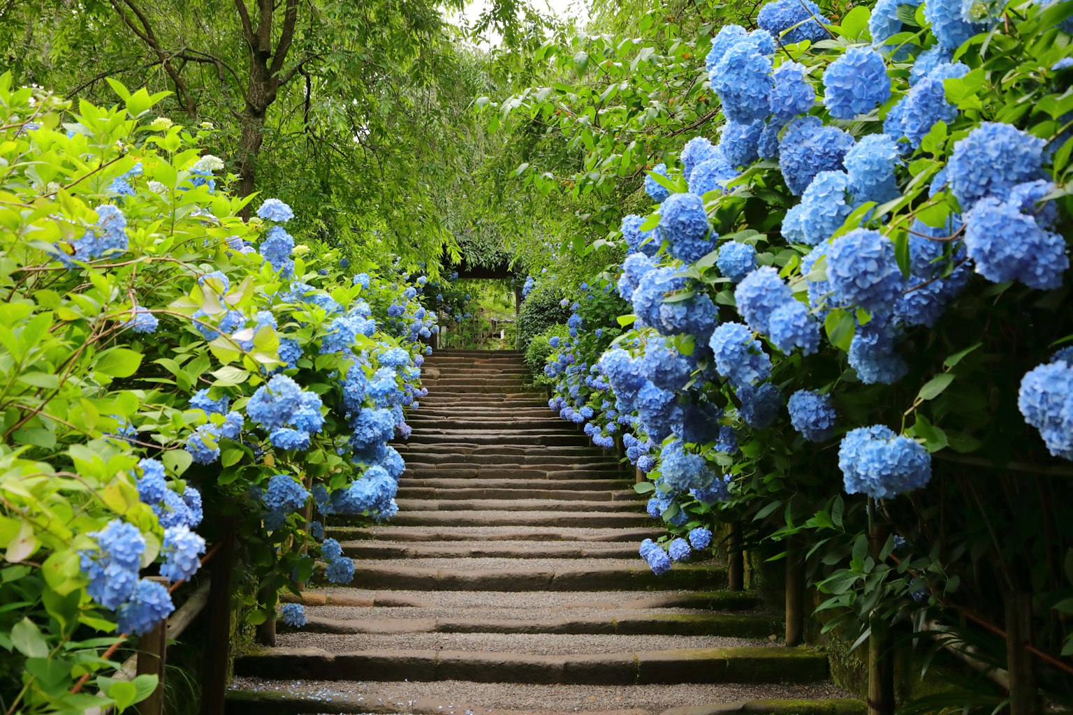 Scalinata di pietra fiancheggiata da ortensie blu in fiore