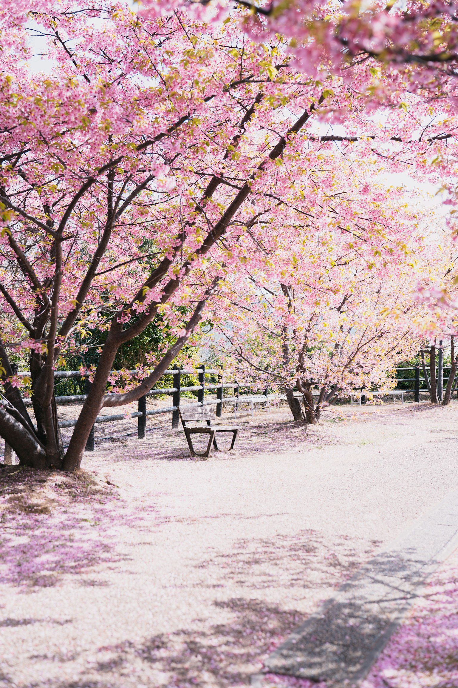 Pathway lined with cherry blossom trees and scattered petals