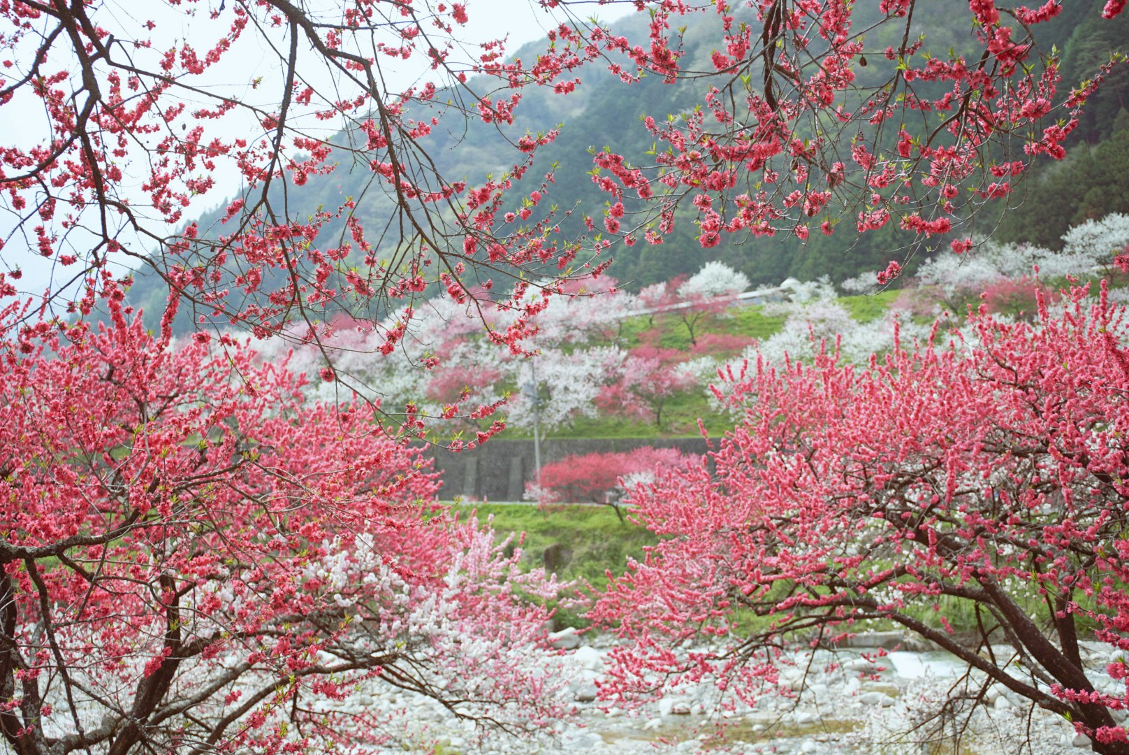 桜の花が咲く庭園の小道と石段