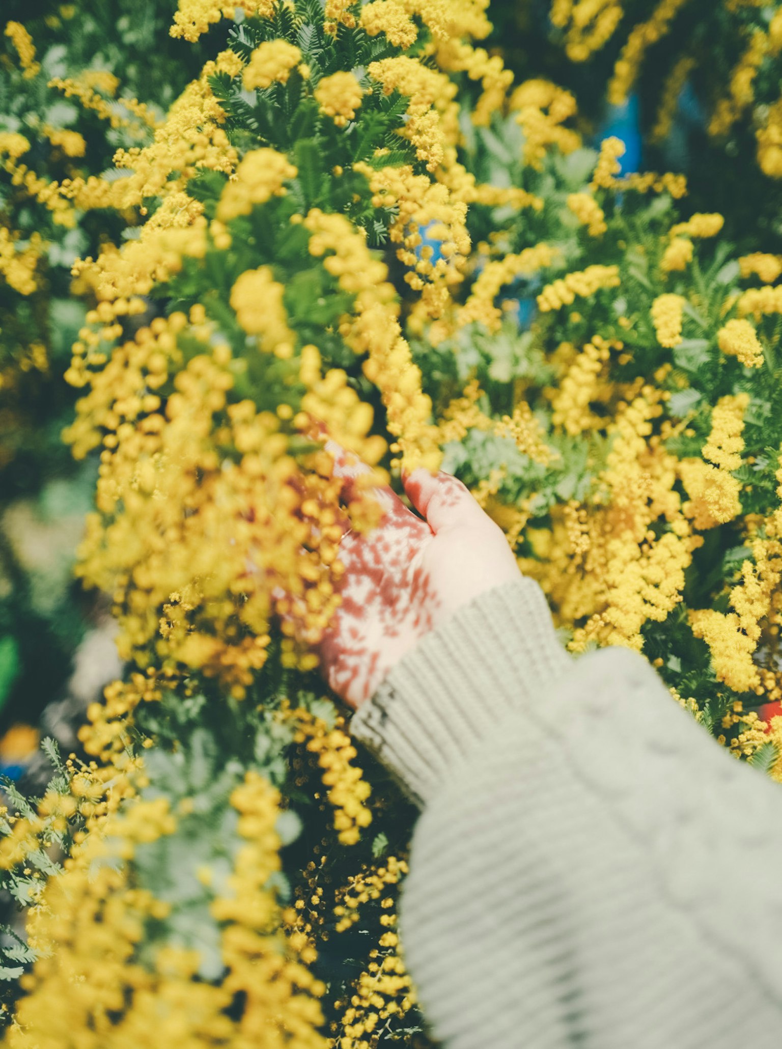 Primer plano de una mano tocando flores amarillas y hojas verdes
