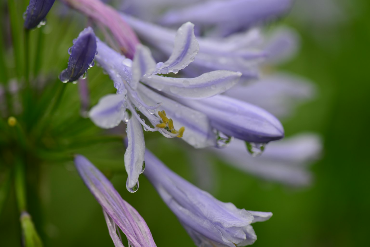 Cận cảnh hoa tím và trắng tinh tế với giọt nước