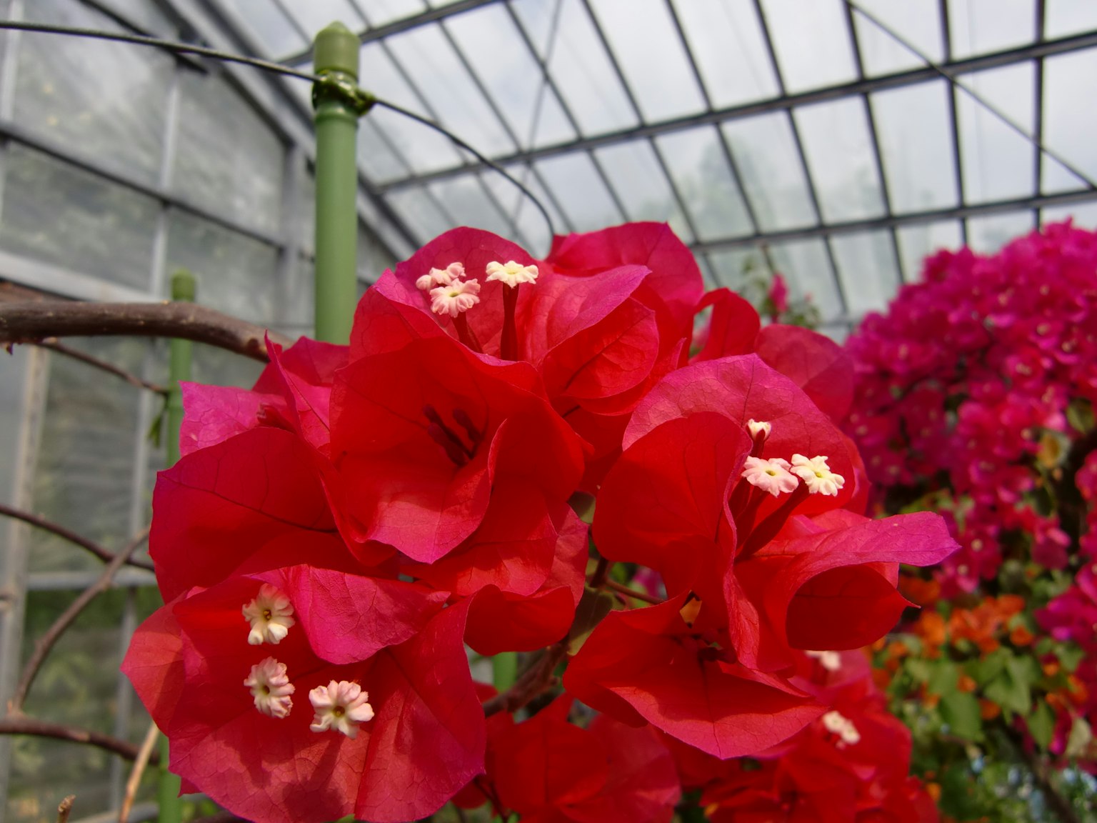 Fiori di bougainvillea rossi vivaci che sbocciano all'interno di una serra