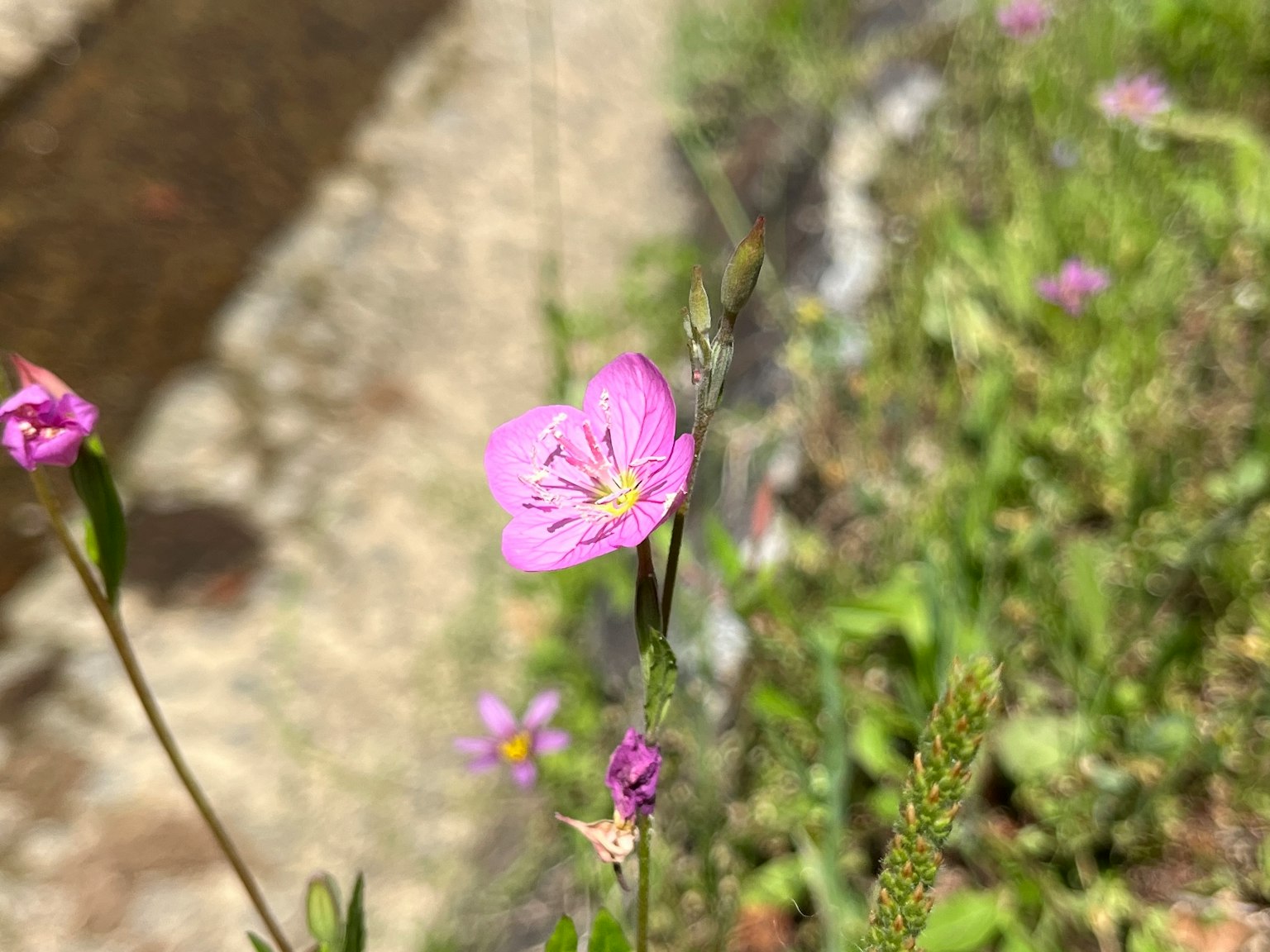 Rosa Blume blüht in der Nähe eines grasbewachsenen Bereichs neben einem Bach