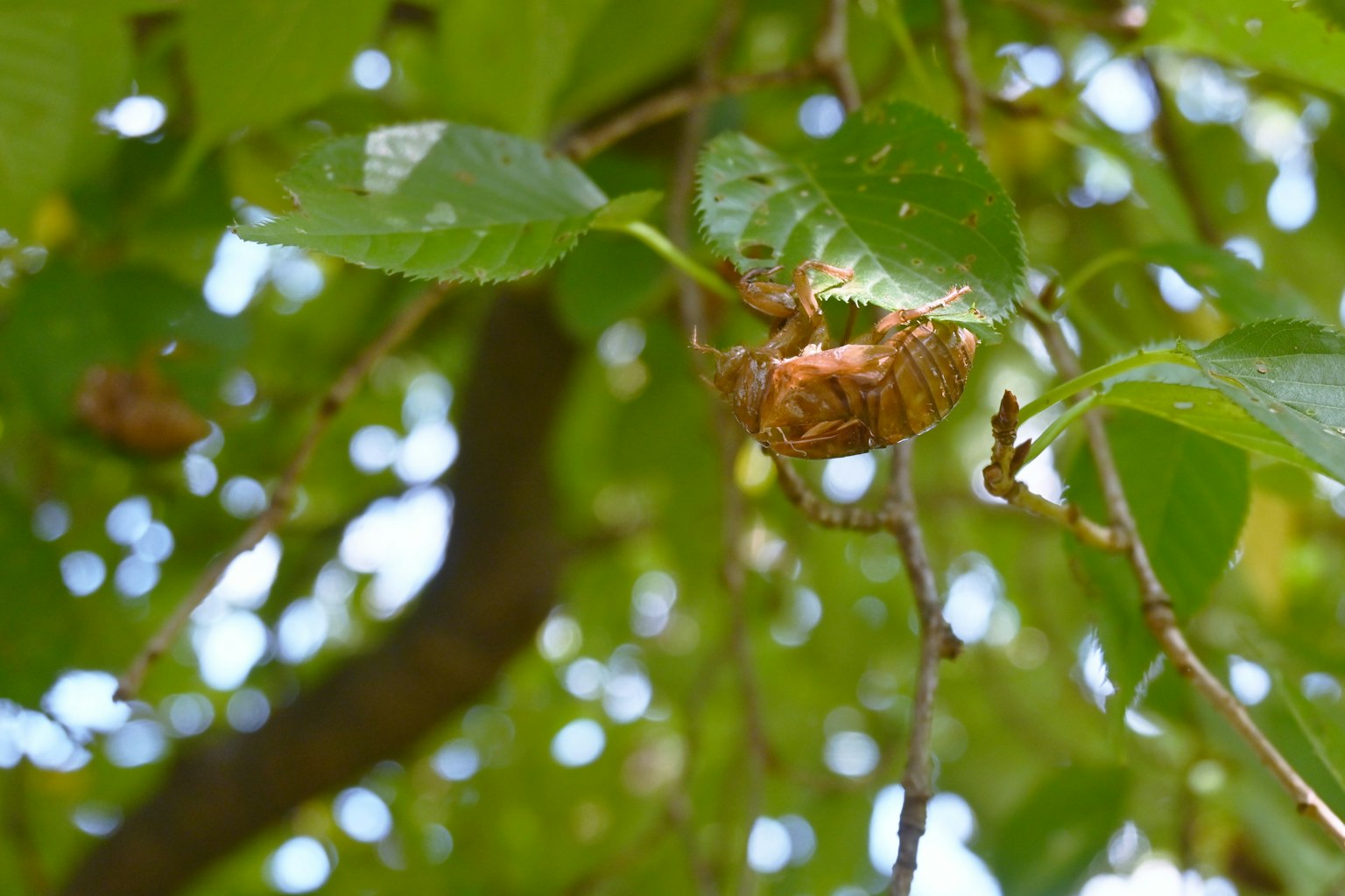 Conchiglia di cicala annidata tra le foglie verdi su un ramo d'albero