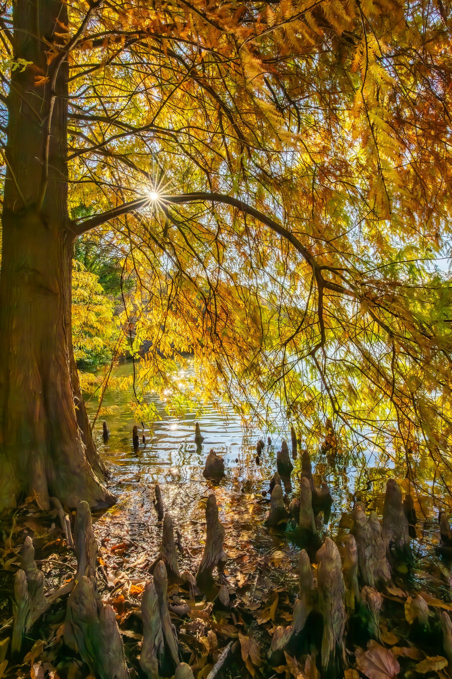秋の色に染まった木と水面の風景