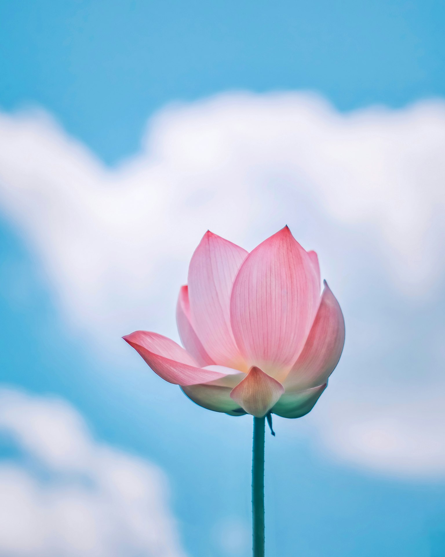 Bunga teratai pink yang indah di bawah langit biru