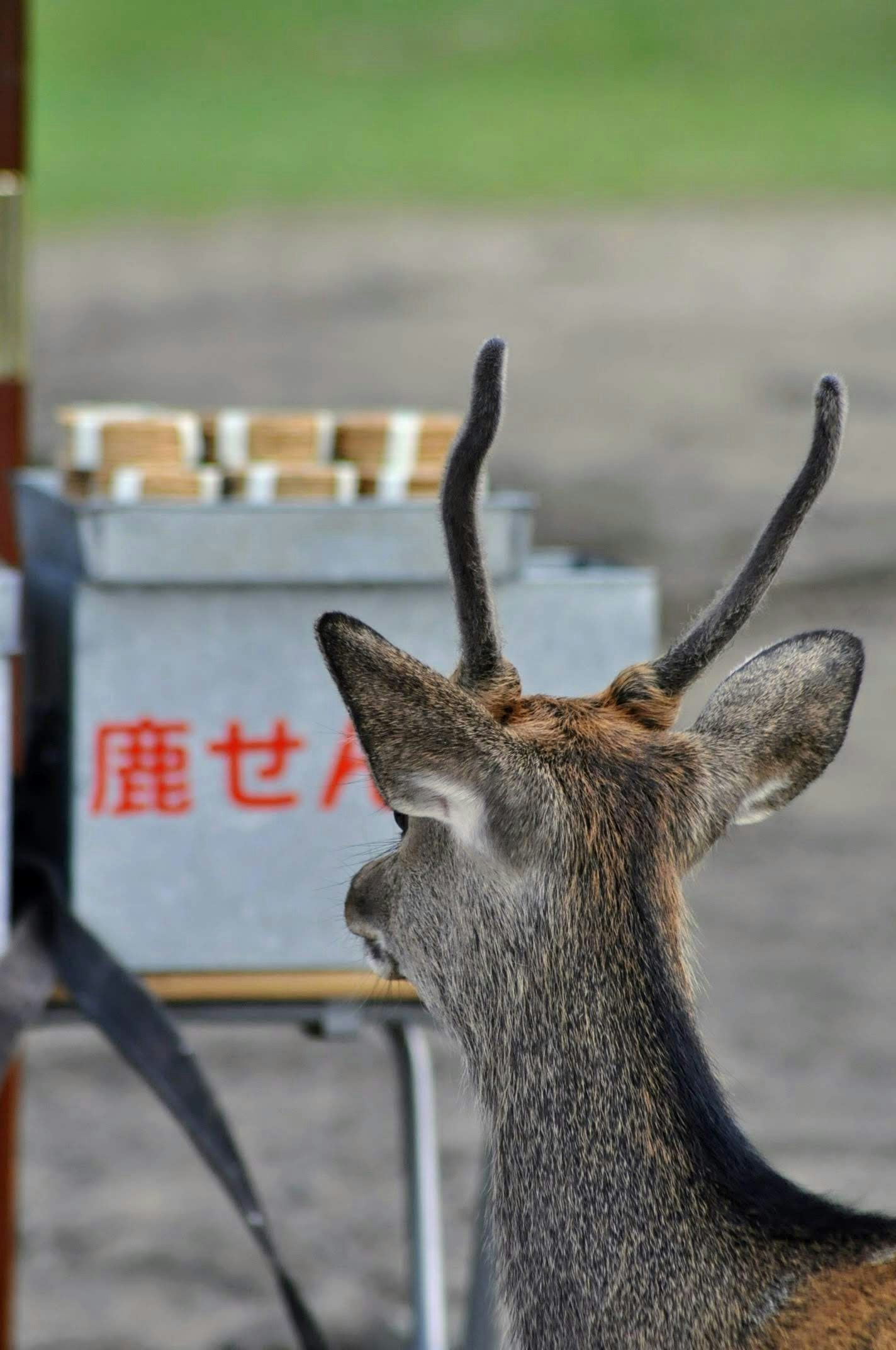 A deer looking toward the camera in front of an outdoor stall