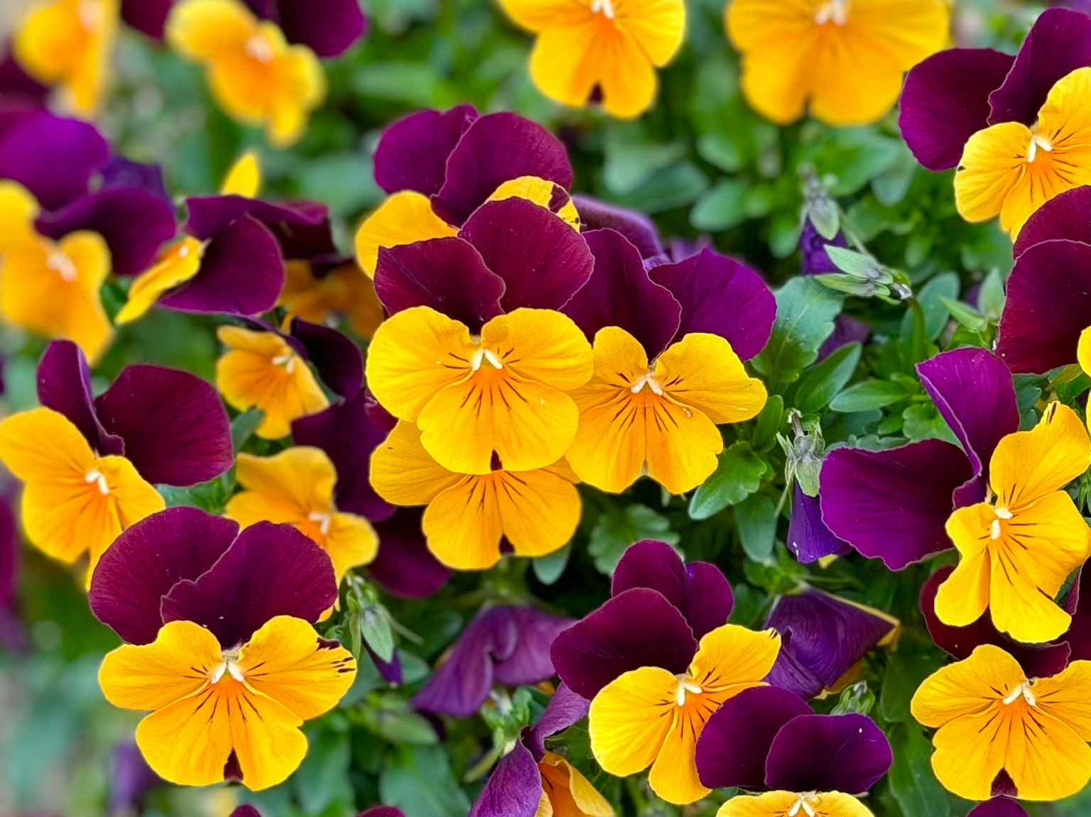 Flores de pensamientos morados y amarillos vibrantes en flor