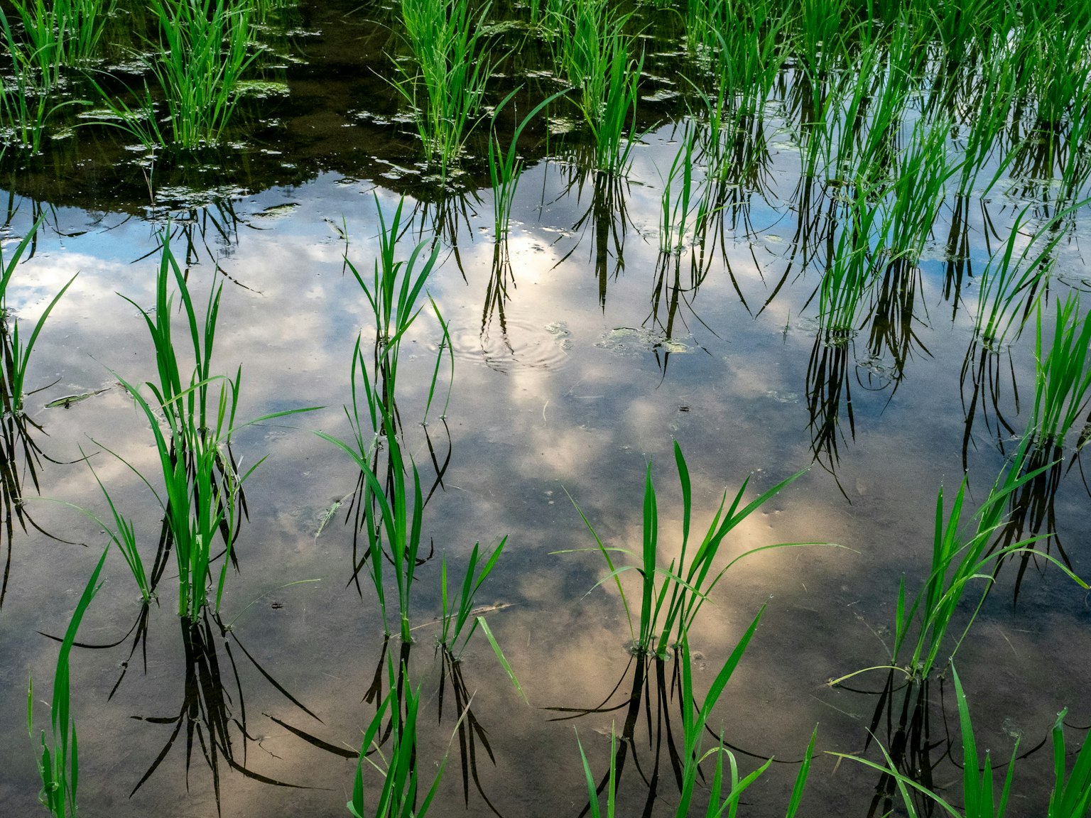 Üppige grüne Reis Pflanzen spiegeln sich im Wasser