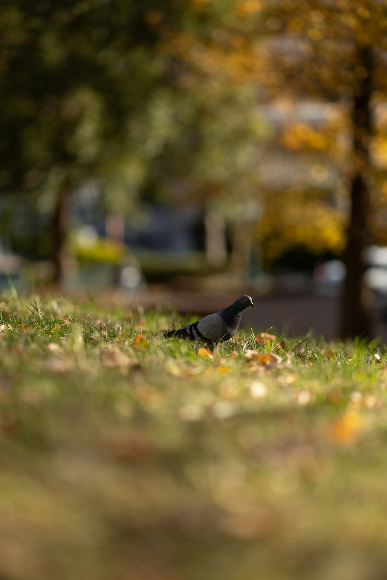 Eine Taube, die auf dem Gras in einem Park mit verstreuten Herbstblättern läuft