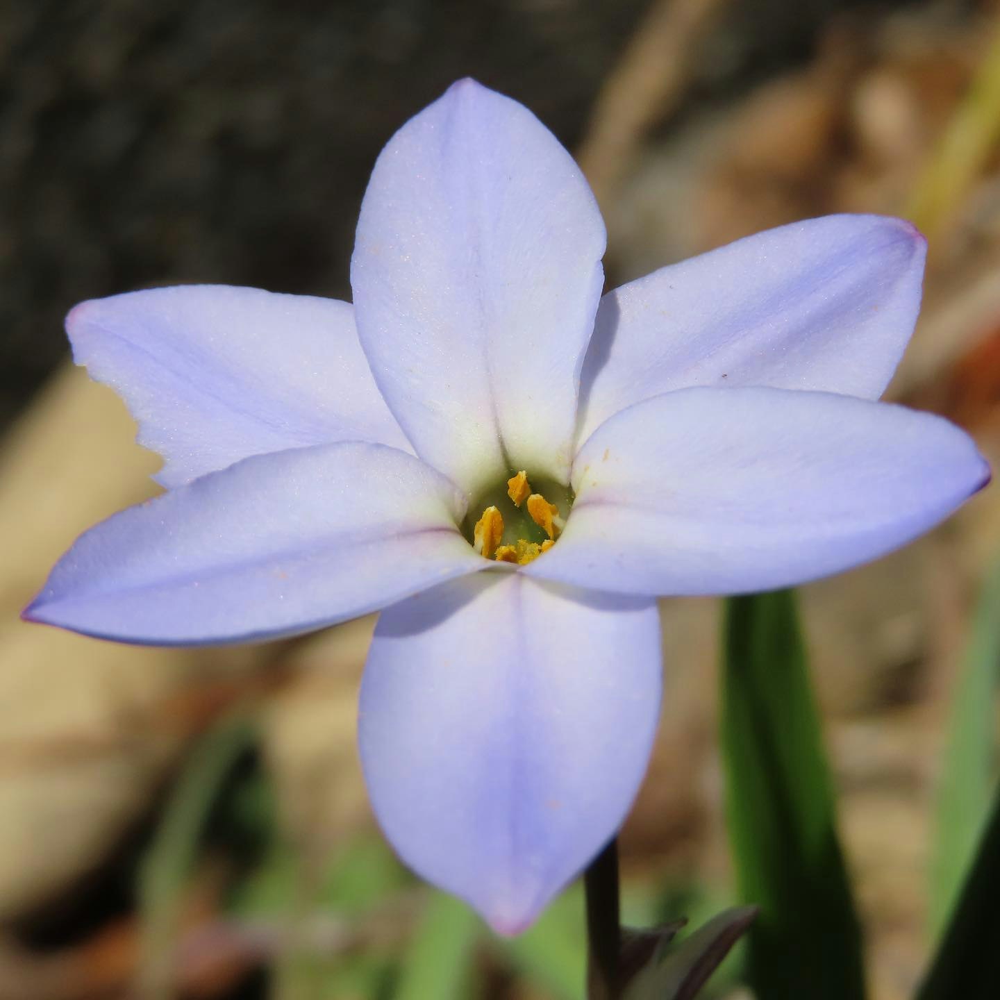 白い花のクローズアップ