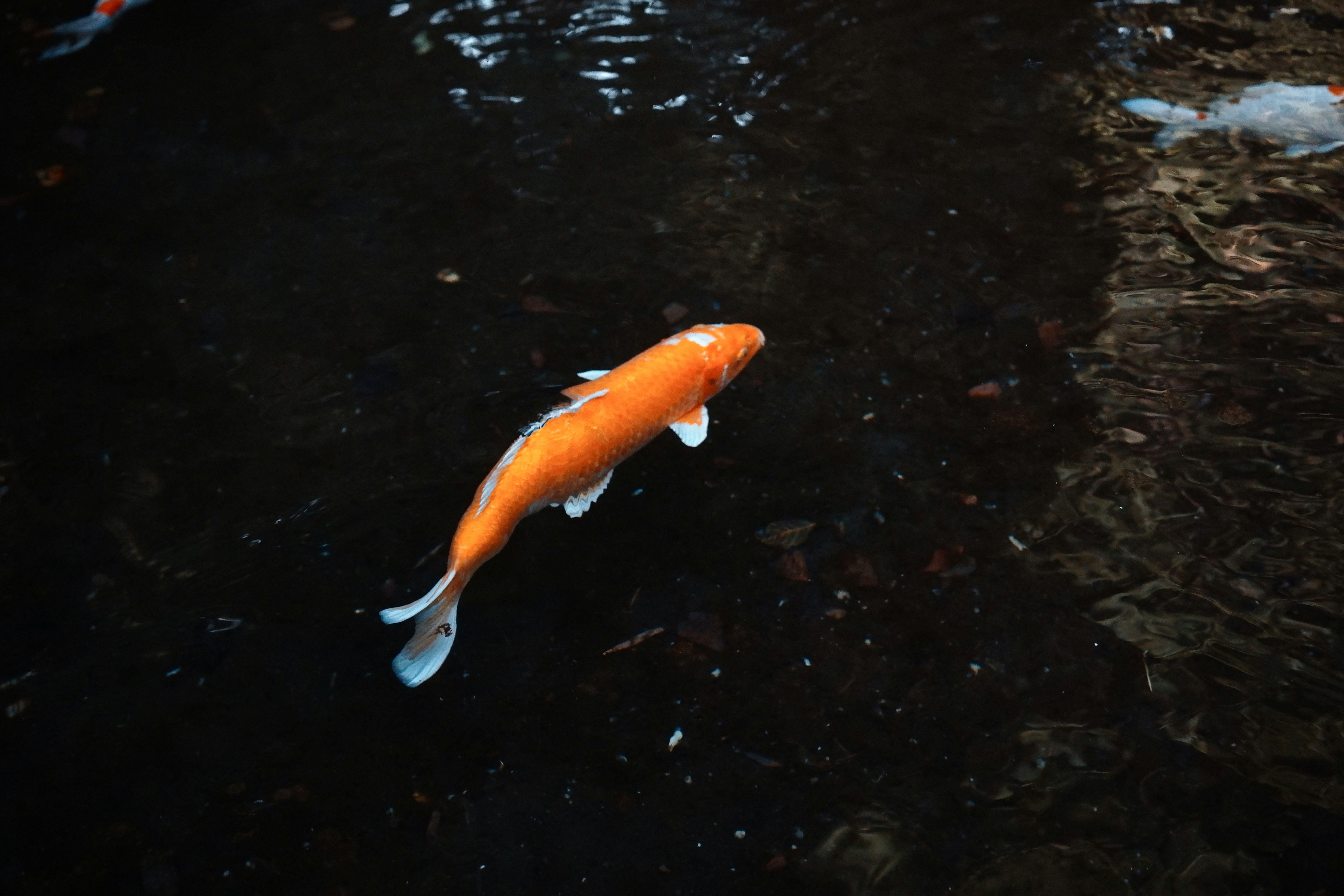 黒い水面を泳ぐオレンジの金魚